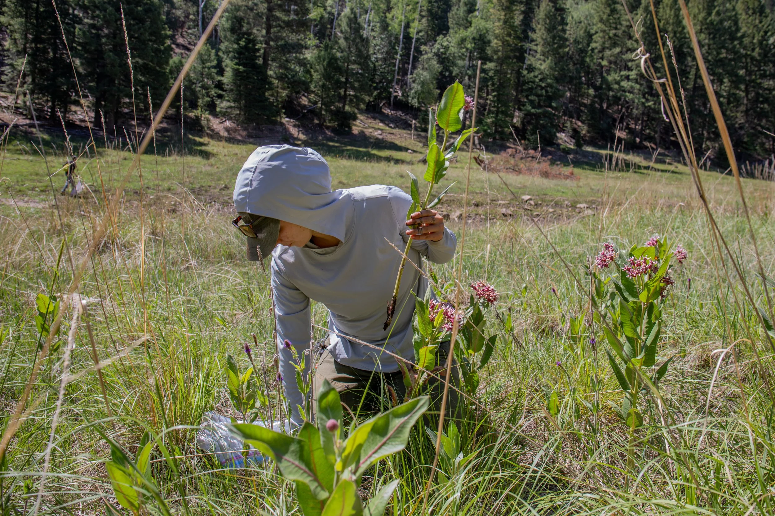 Sacramento Mountains Checkerspot Butterfly__Diana Cervantes 1346.JPG