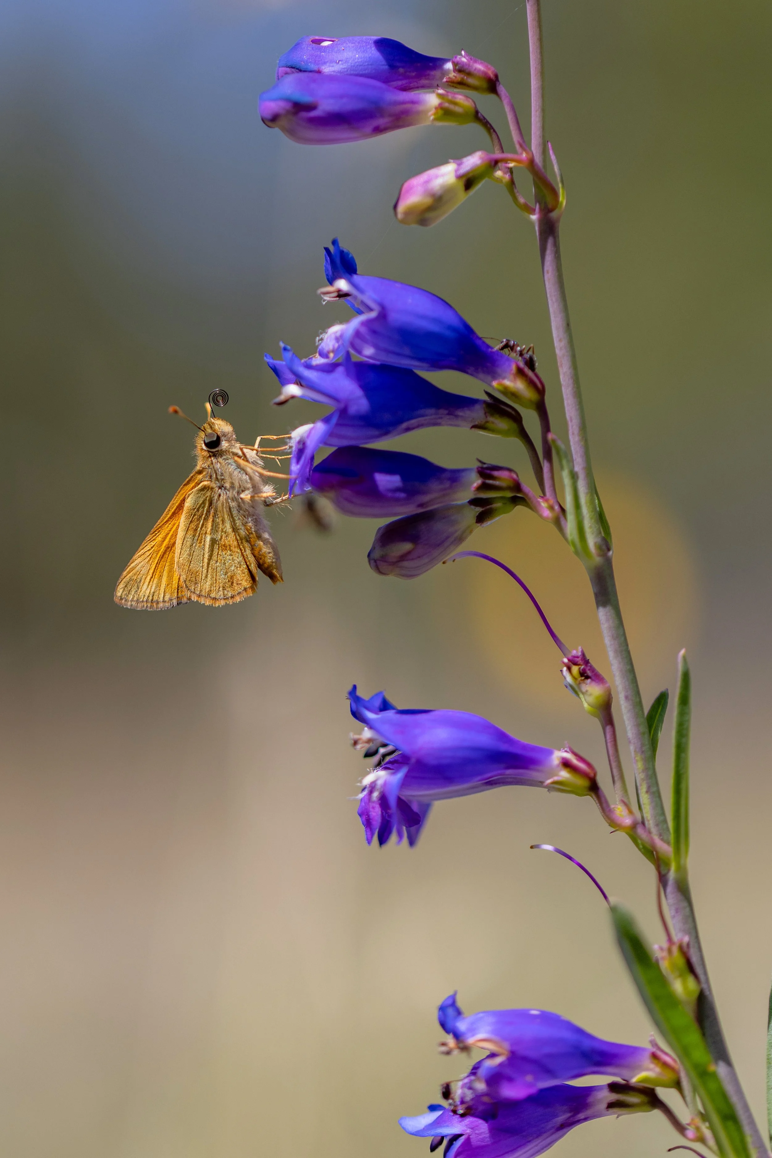Sacramento Mountains Checkerspot Butterfly__Diana Cervantes 1347.JPG