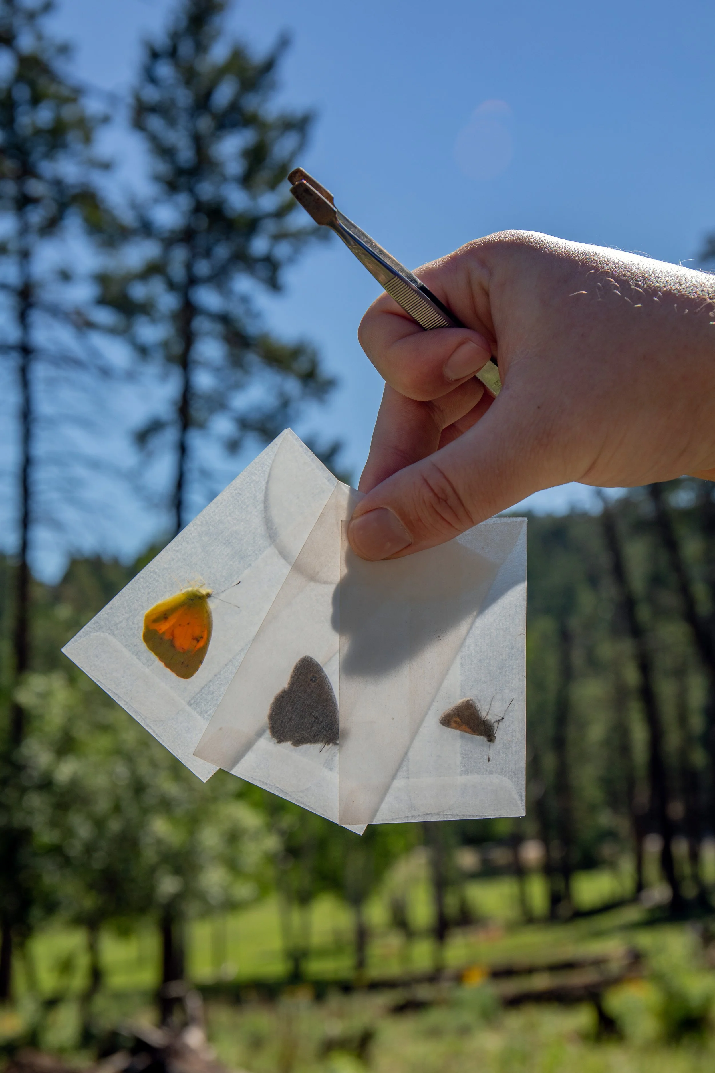 Sacramento Mountains Checkerspot Butterfly__Diana Cervantes 1365.JPG