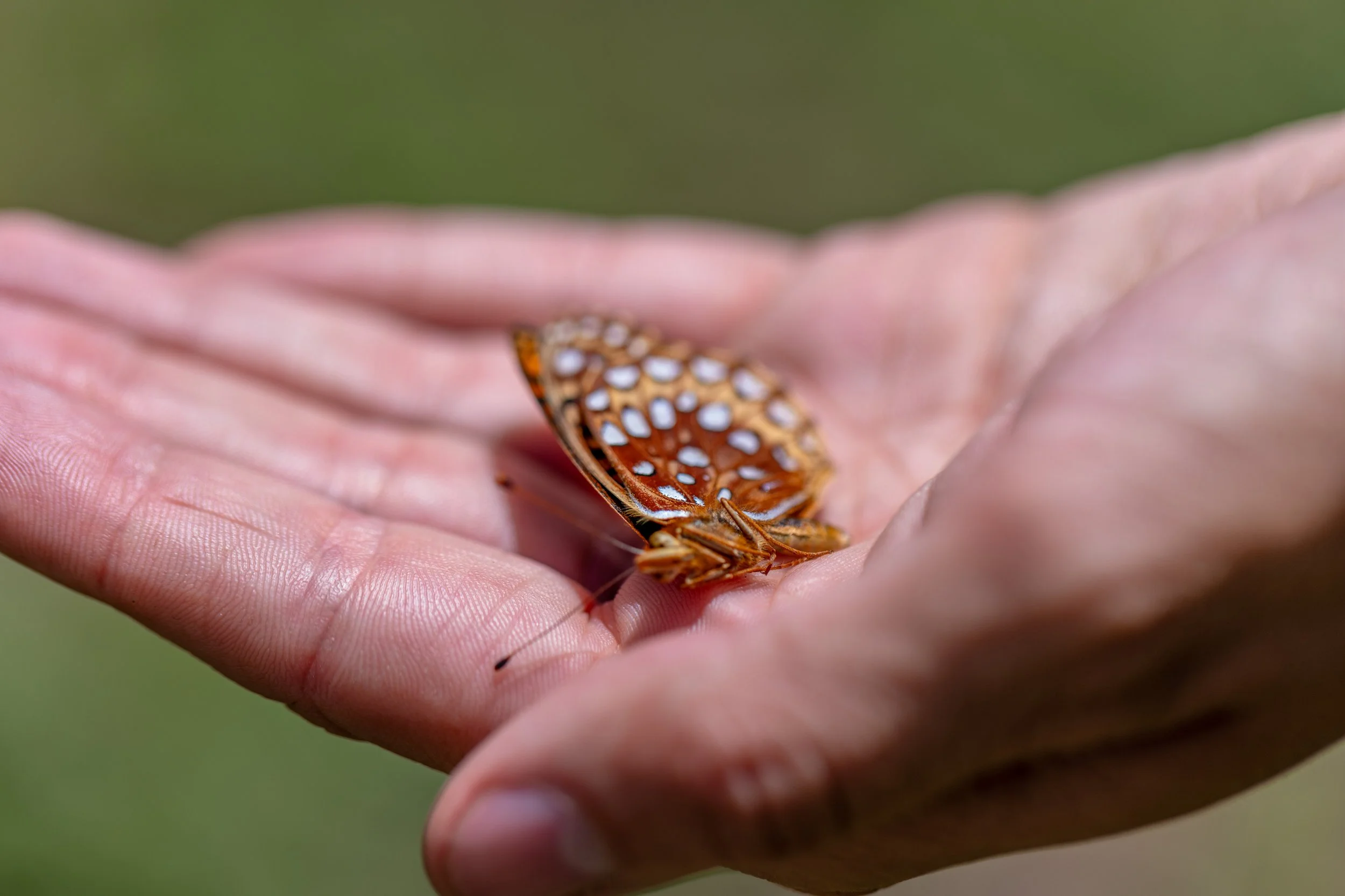 Sacramento Mountains Checkerspot Butterfly__Diana Cervantes 1371.JPG