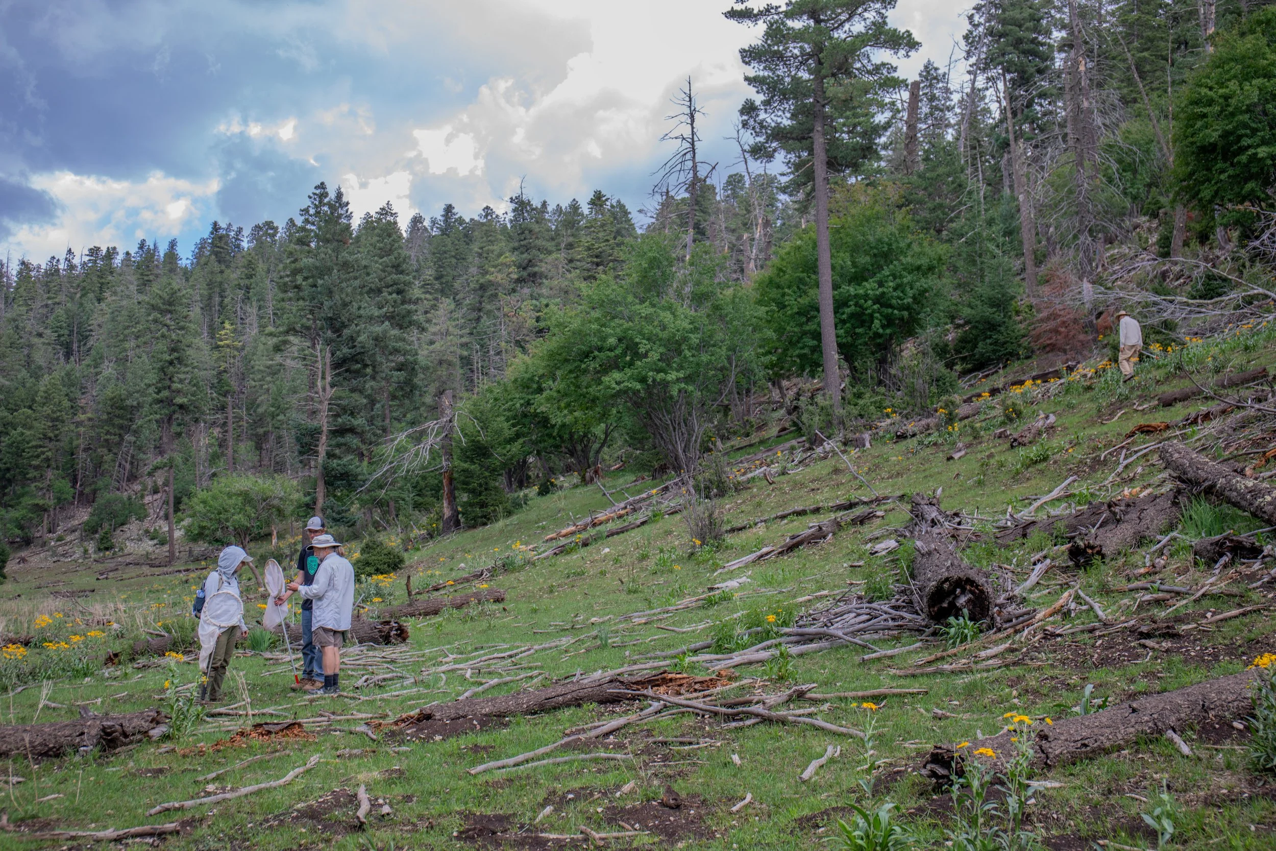 Sacramento Mountains Checkerspot Butterfly__Diana Cervantes 1384.JPG
