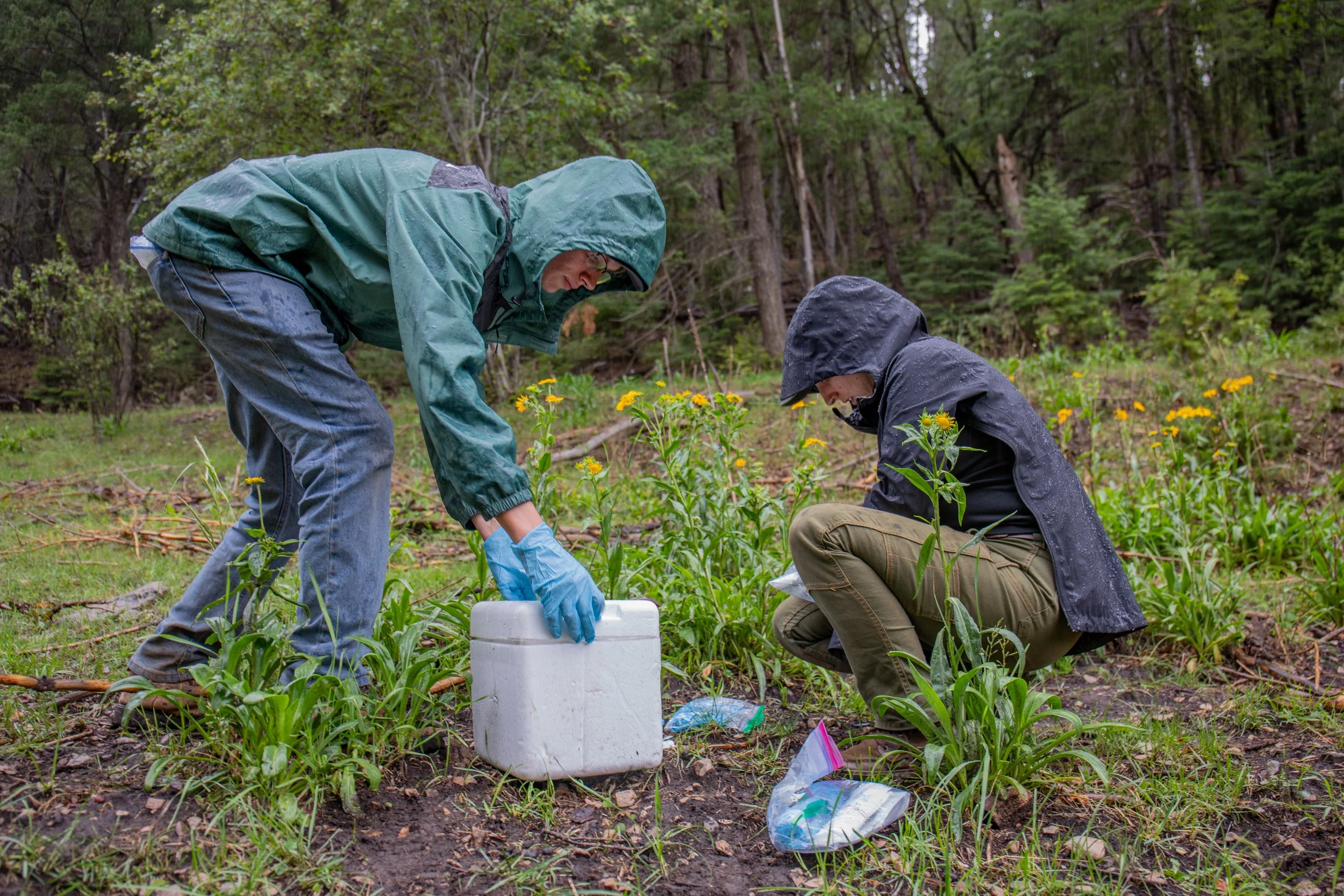 Sacramento Mountains Checkerspot Butterfly__Diana Cervantes 1385.JPG