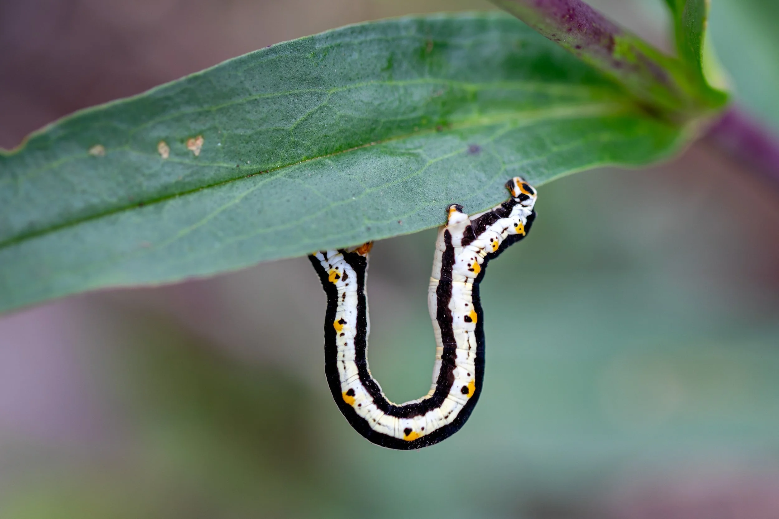 Sacramento Mountains Checkerspot Butterfly__Diana Cervantes 1414.JPG