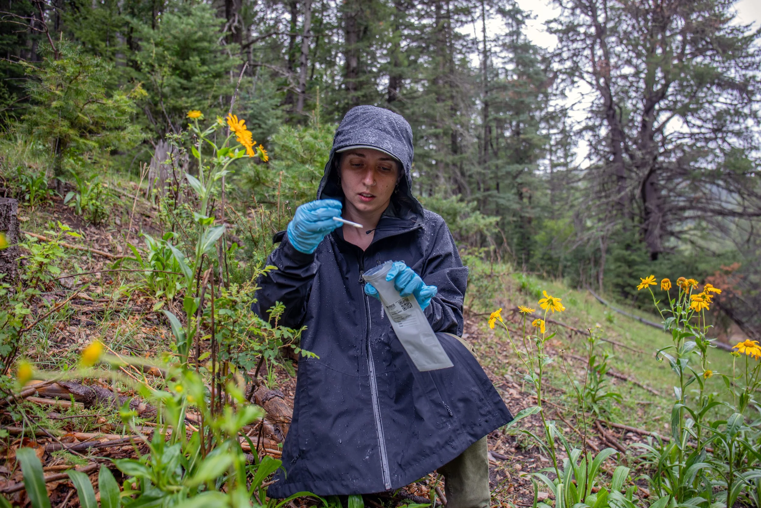 Sacramento Mountains Checkerspot Butterfly__Diana Cervantes 1390.JPG
