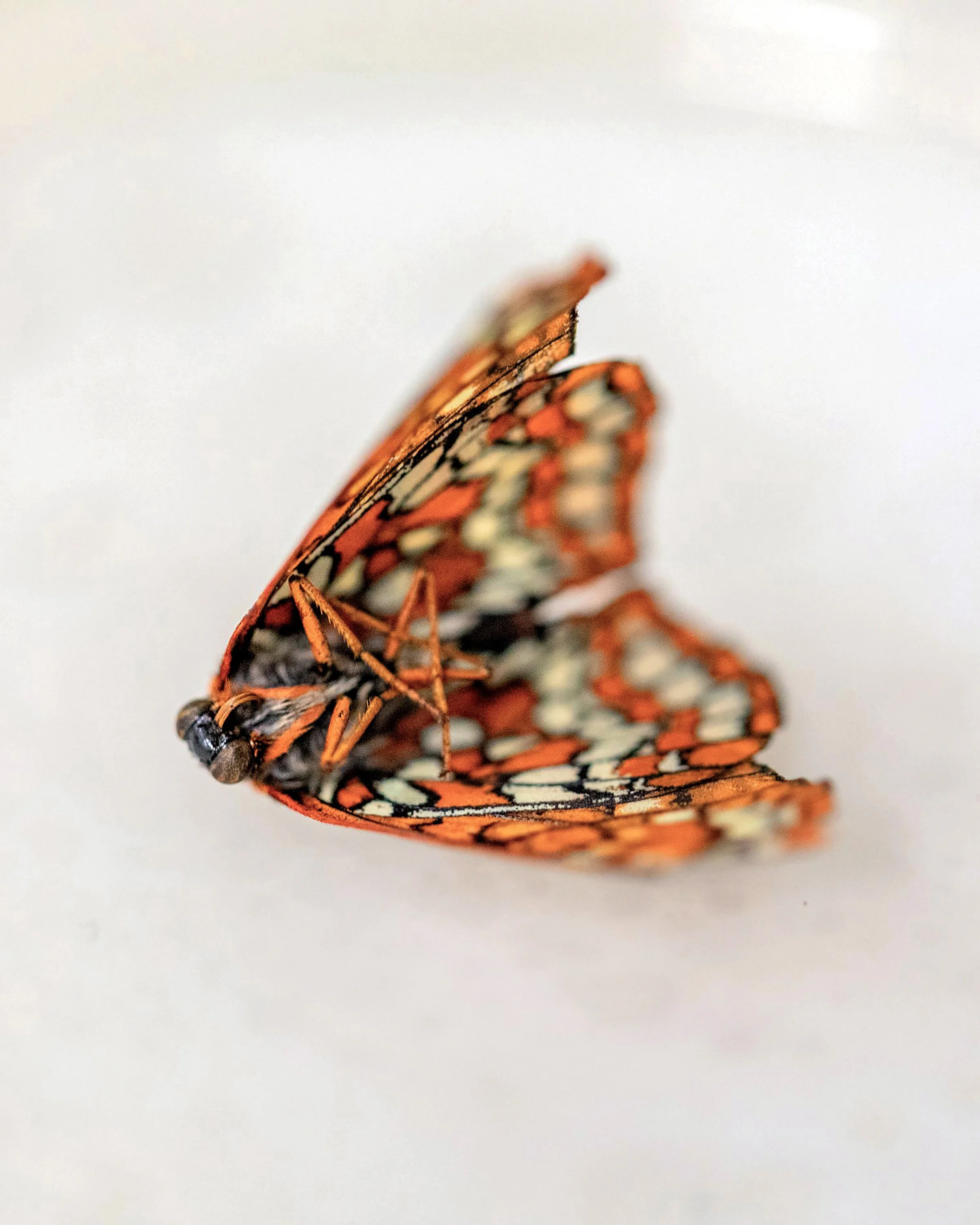 Sacramento Mountains Checkerspot Butterfly__Diana Cervantes 1420.jpg