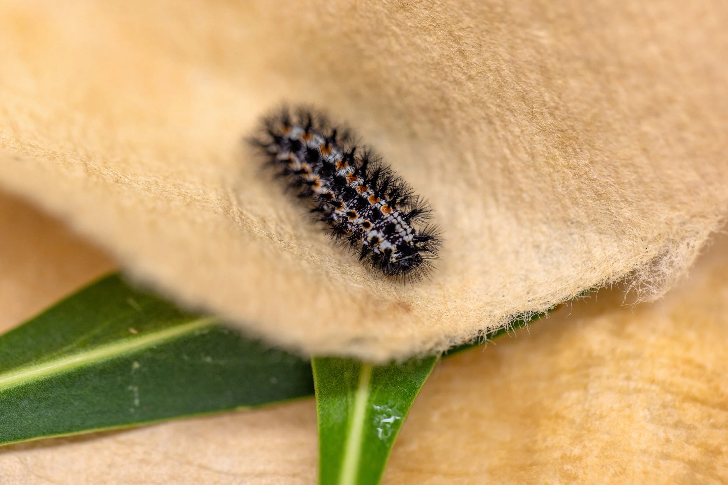 Sacramento Mountains Checkerspot Butterfly__Diana Cervantes 1305.JPG