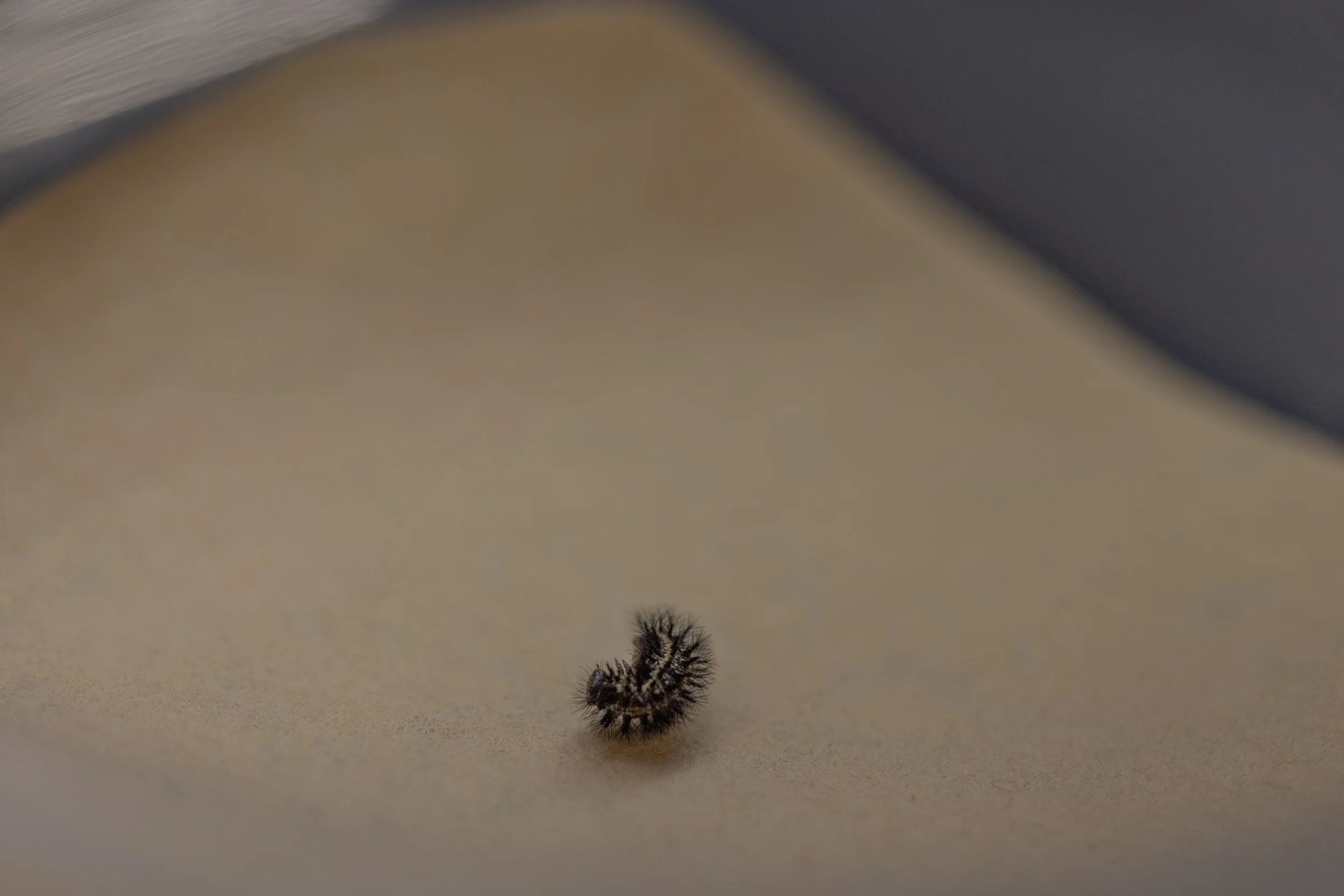 Sacramento Mountains Checkerspot Butterfly Update 16_Diana Cervantes.JPG