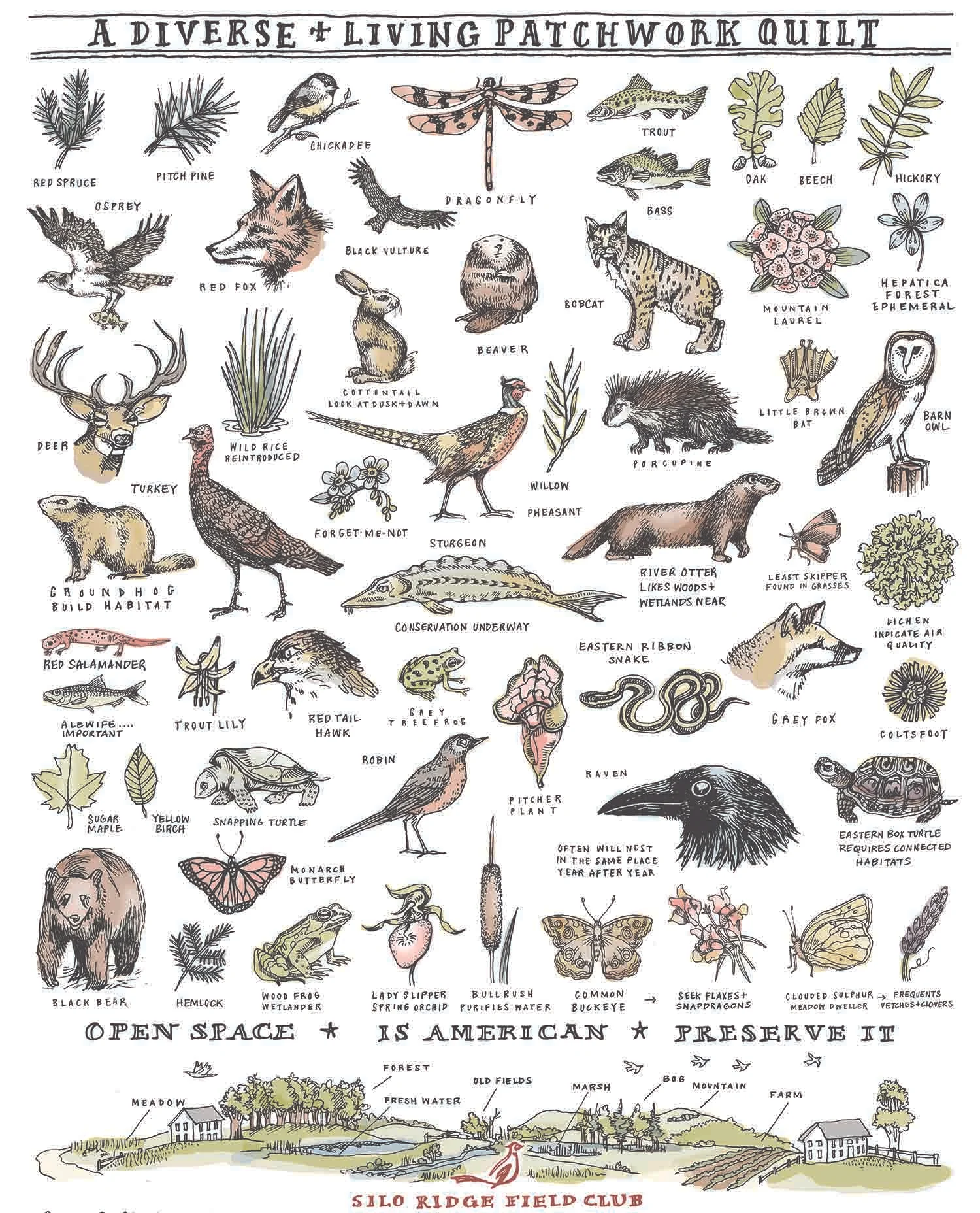 sr species.jpg