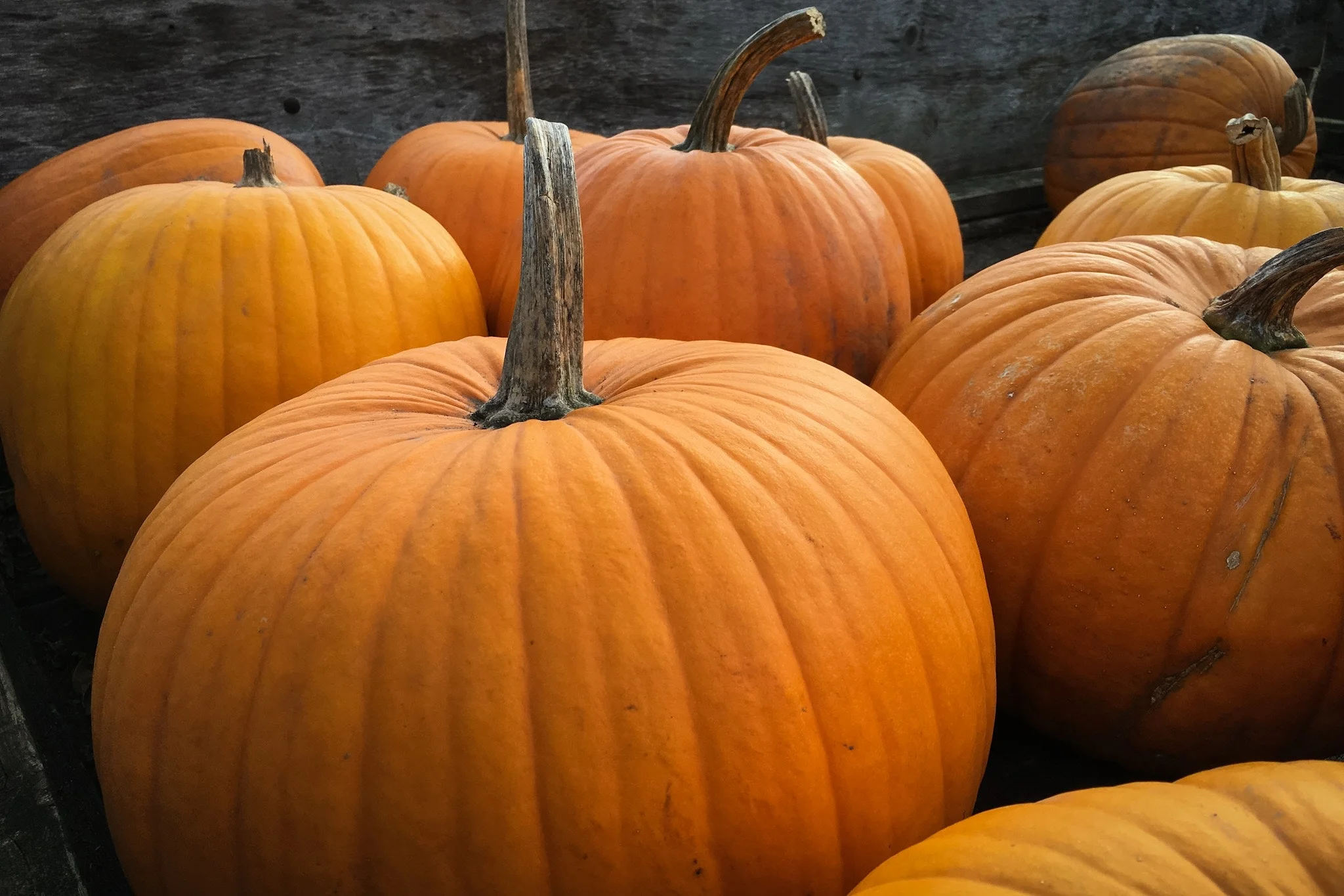 Pumpkin Launchers