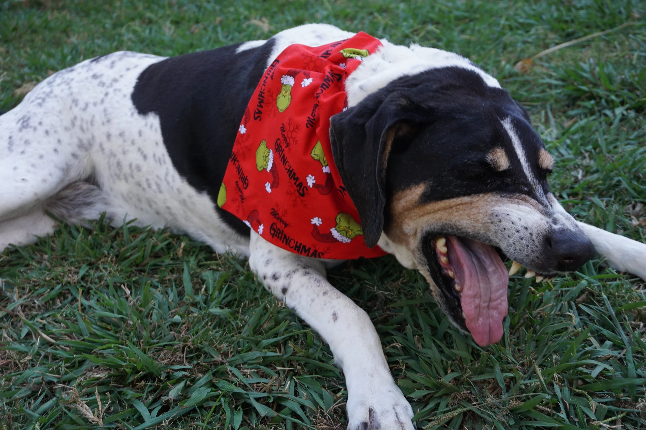 Models are notoriously picky about the kinds of treats they will eat.