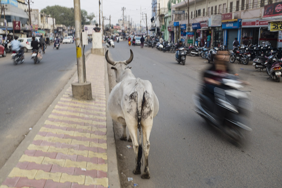 Jodhpur-3312.jpg