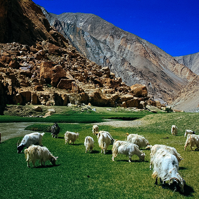 sheep_lahaul.jpg