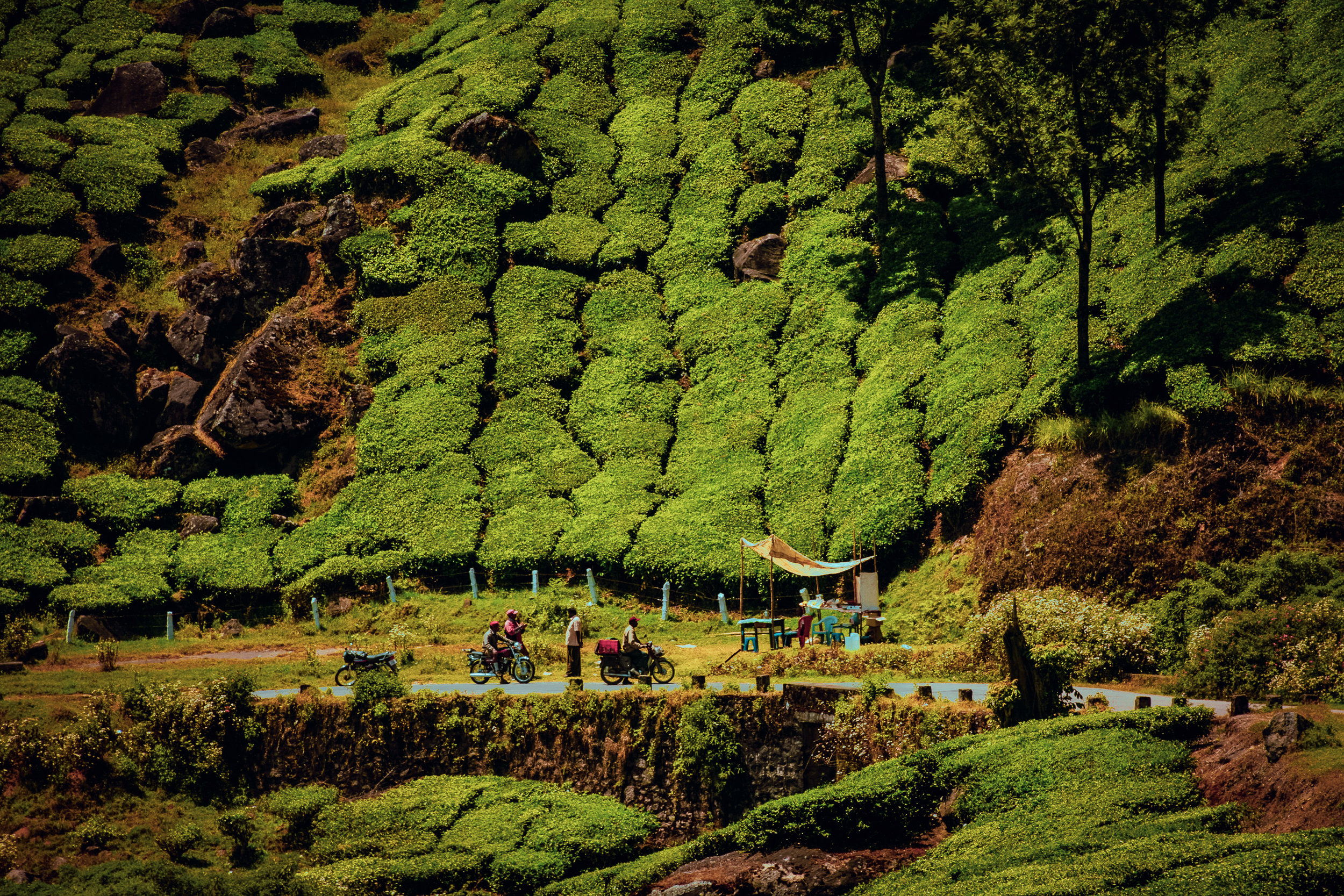 south india tea.jpg