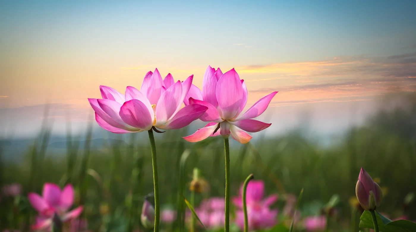 Lotus-pink-on-sky_08cec0c7-79c4-4164-b8a0-c8bbfa9088c5_1400x.progressive.jpg
