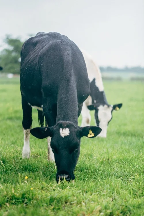 origin-earth-cows-grazing.jpg