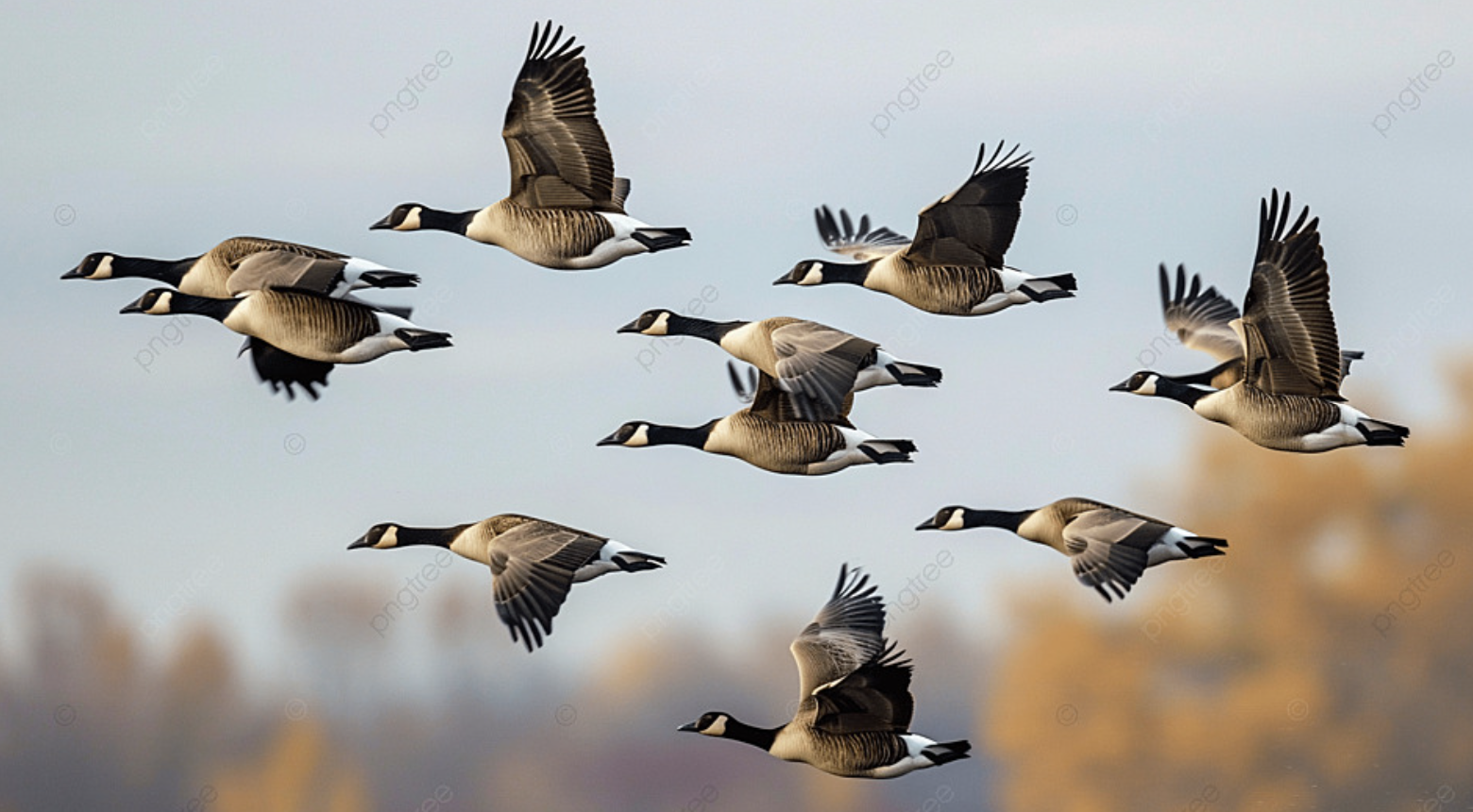 Geese pic for goose patrol webpage.png