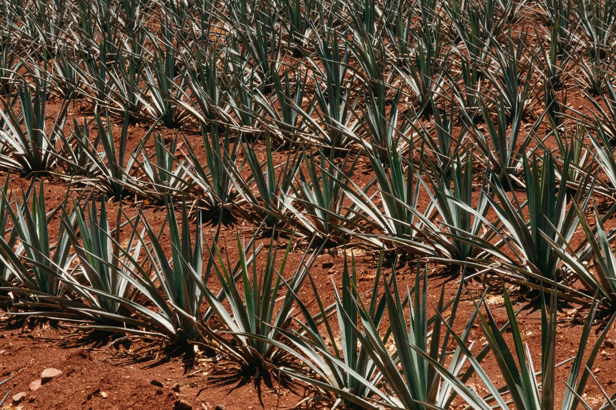 03.26.23_PHOTO_A_Field to Flavor 53.jpg