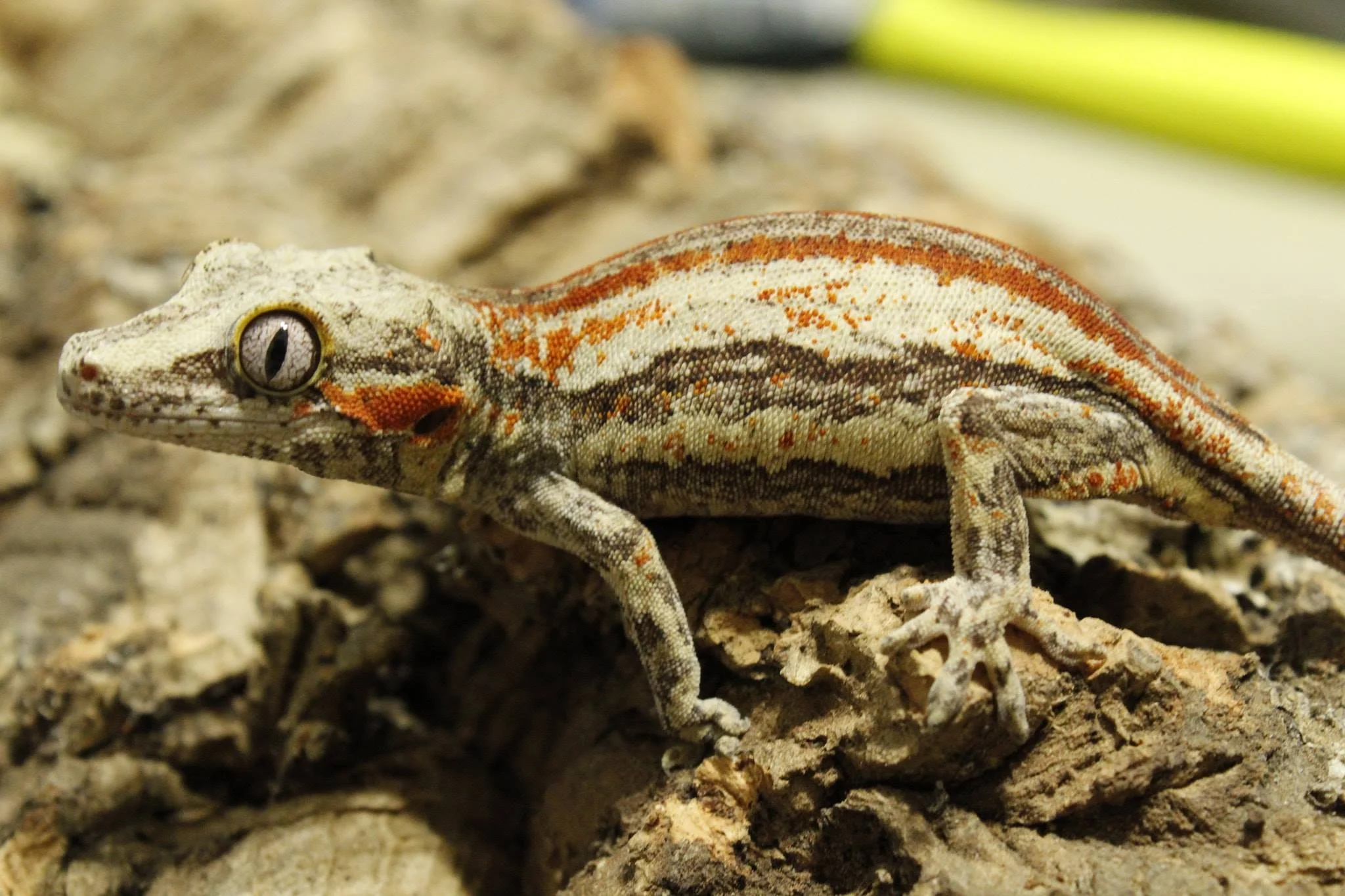 Gargoyle Gecko Care Sheet — Liberty Reptile