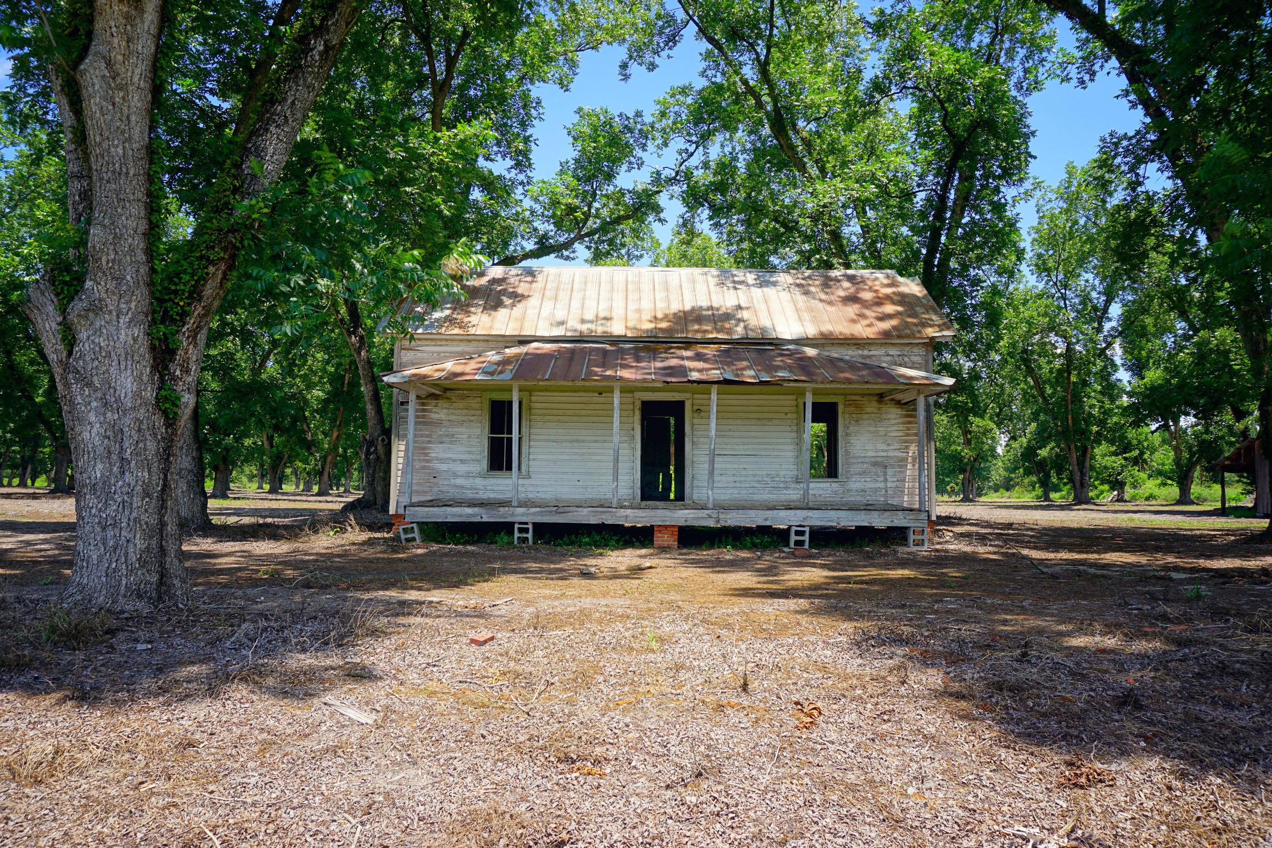 alapaha pecan orchard.jpg