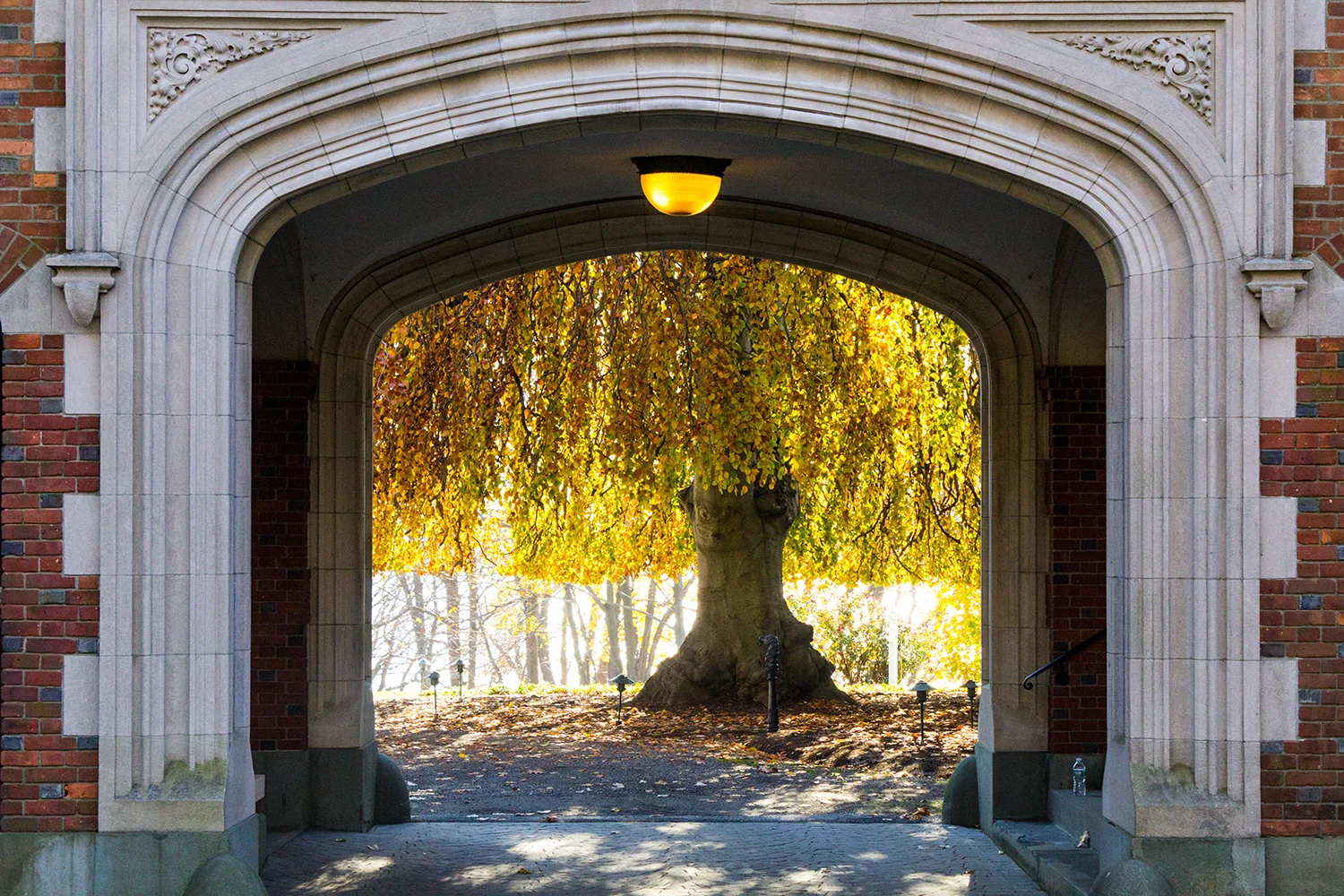 Tree Framed by Porte-Cochère