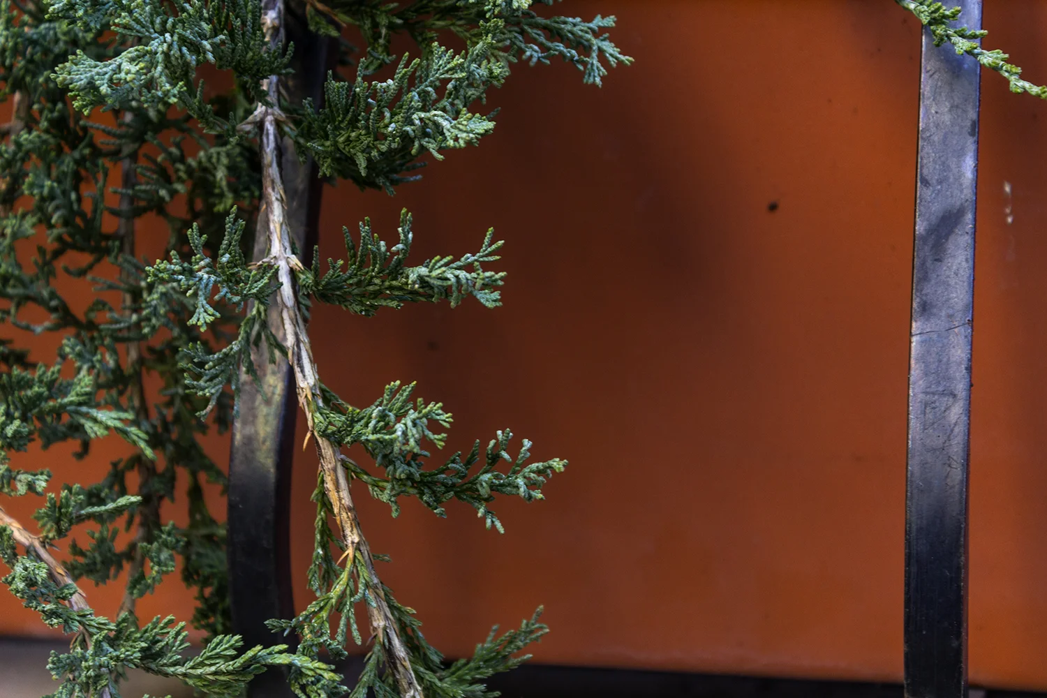 Pine Needles and a Window Box (October 2016)