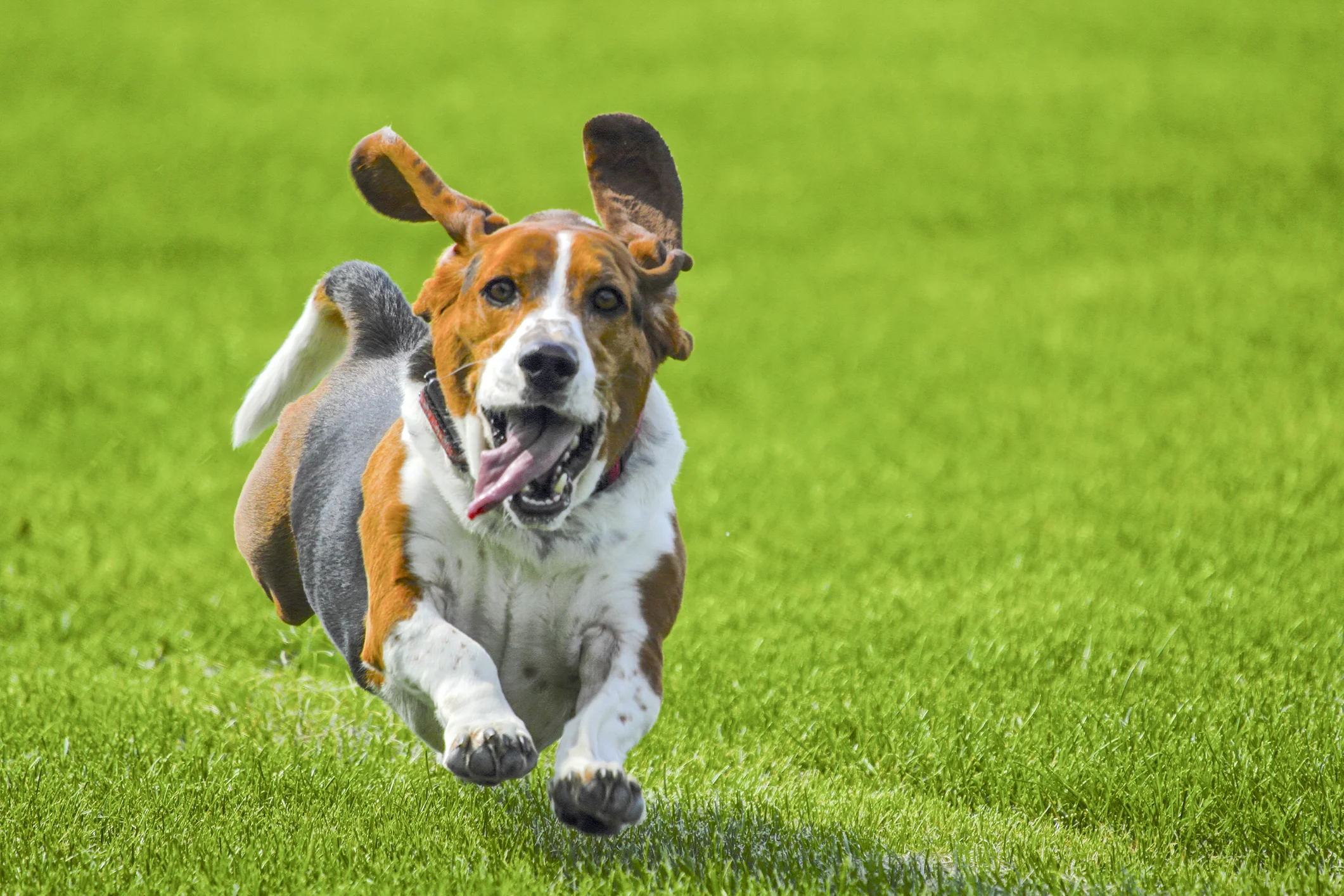 Waffles the basset hound!