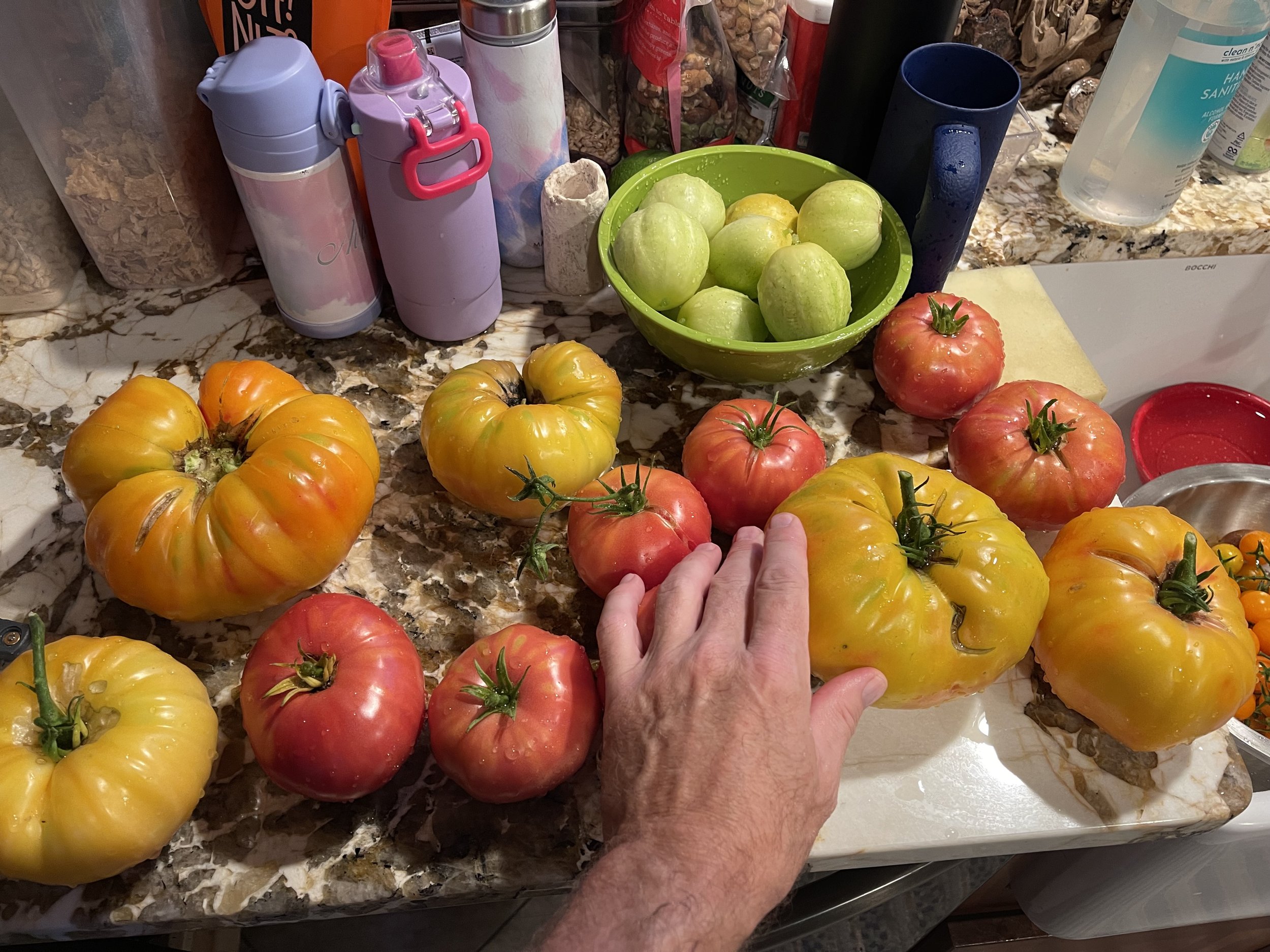 Heirloom tomatoes from my backyard. Yum! Image Courtesy: Dan Meyers