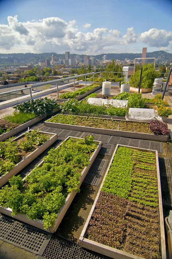  The rooftop garden at Noble Rot where so many of its local ingredients source from. Talk about local…a sprig of mint here travels maybe 26 feet! image Noble Rot 