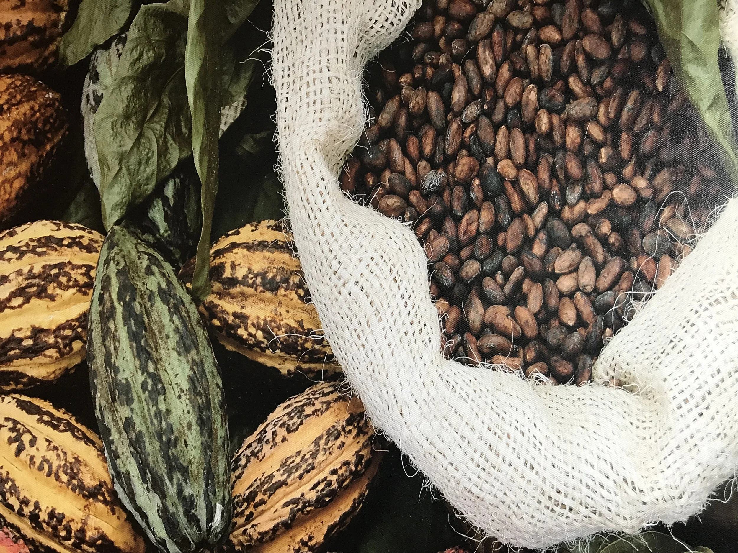 Harvested from Cacao trees that grow in tropical regions around the world, each "pod" has enough beans for about one chocolate bar. The beans, sour and sweet (and nothing like chocolate upon removal), are dried, fermented, and finally roasted (after purchase) in the first steps to making chocolate. Take the tour at Creo to get the rest of the "farm to table" story...it is quite compelling. Image Courtesy: Dan Meyers (this picture was on the wall at Creo, I shot it with my camera). 