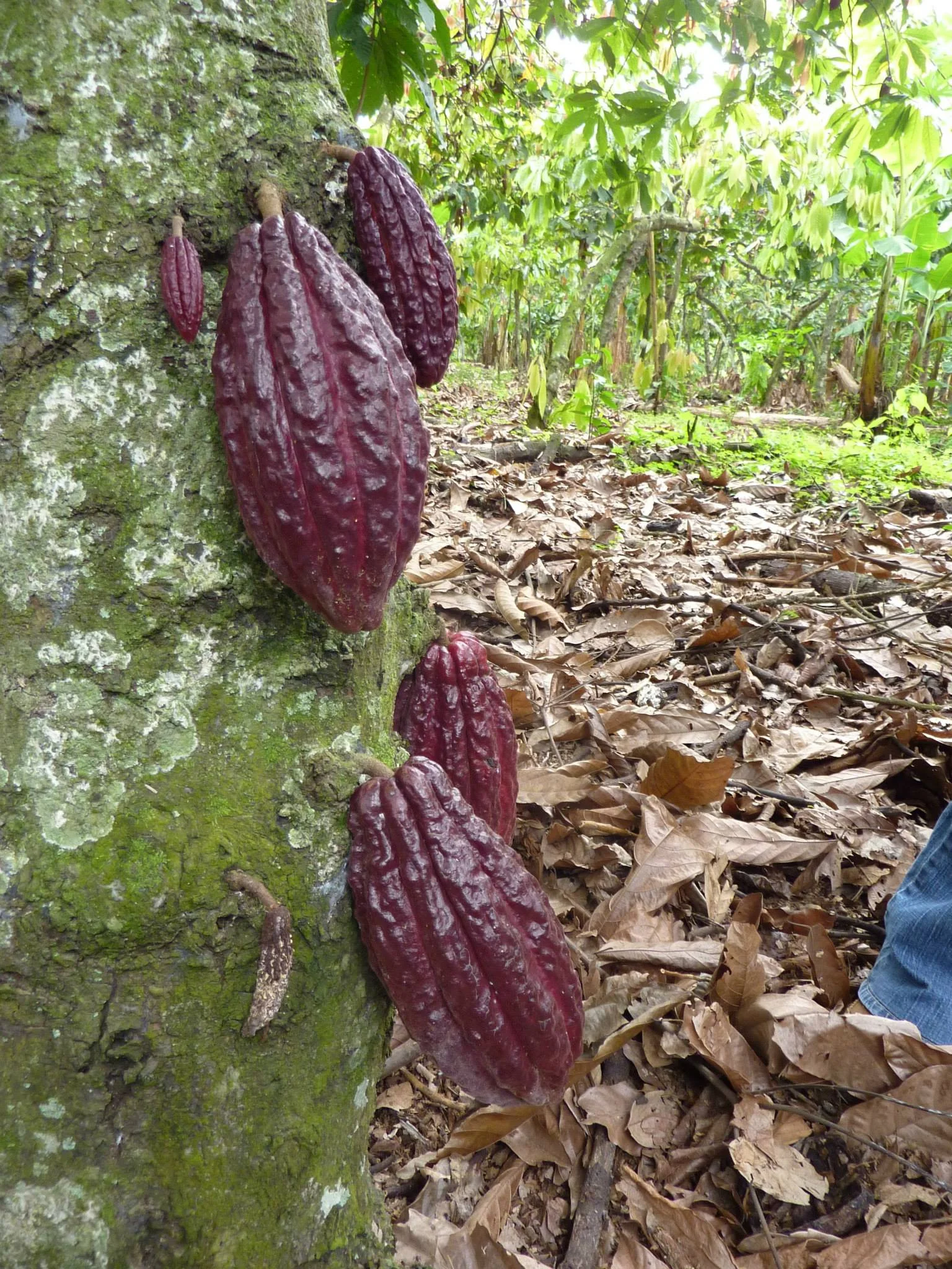 A Cacao tree in Ecuador, soon to be harvested for Creo's chocolate factory! Image Courtesy: Dan Meyers (I took this photo of a photo on the wall at Creo Chocolate Factory). 