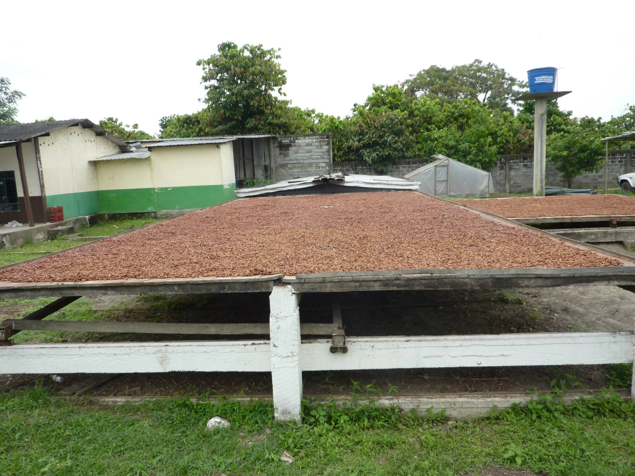 Cacoa beans being dried after harvest in Ecuador. Image Courtesy: creochocolate.com