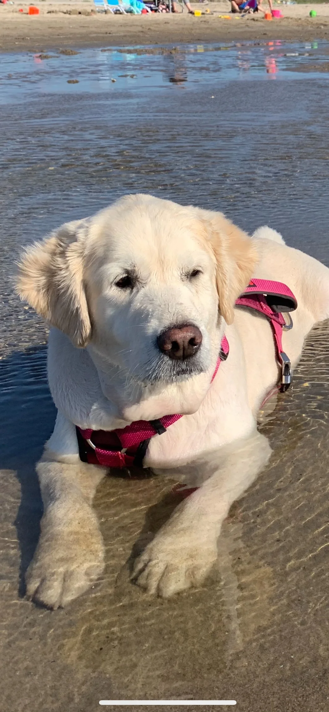  My dog was also in heaven. She was enjoying the warm water, cooling off here after a big run! Image Courtesy: Dan Meyers 