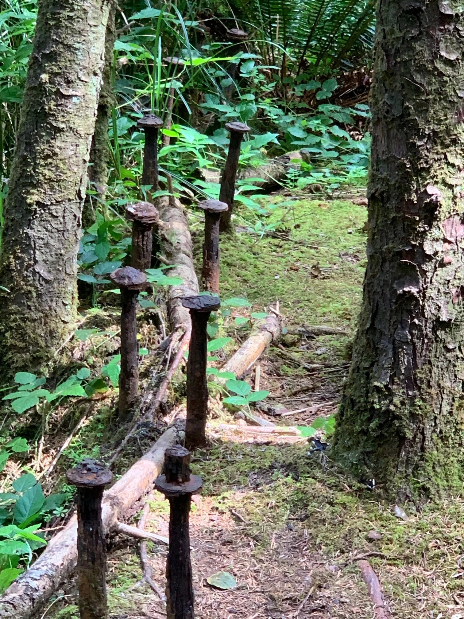  When we found these ship timber spikes sticking up out of the ground, well, we knew we had arrived. From here the wreck was spread out over an approximate 100’x200’ distance (or more), essentially running NW from this location. Image Courtesy: Dan Meyers 