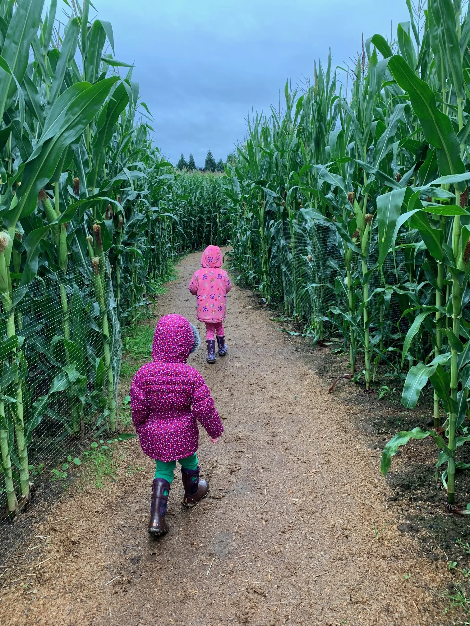 My two little ones headed down the corn maze trail…brave!! Image Courtesy: Dan Meyers