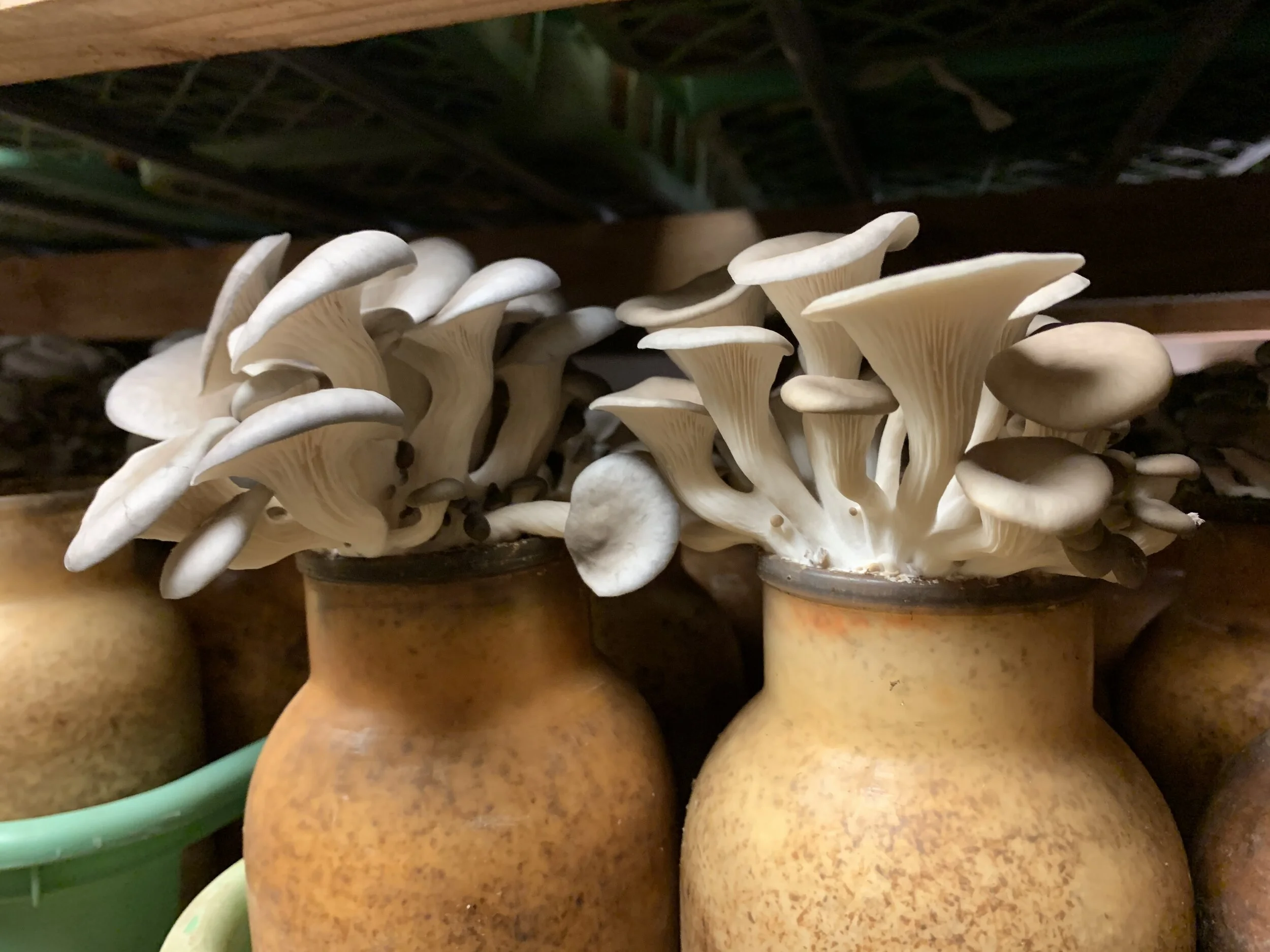 Grey oyster mushrooms fruiting in one of the grow rooms at Shrooms N’ Bloom. Image Courtesy: Dan Meyers