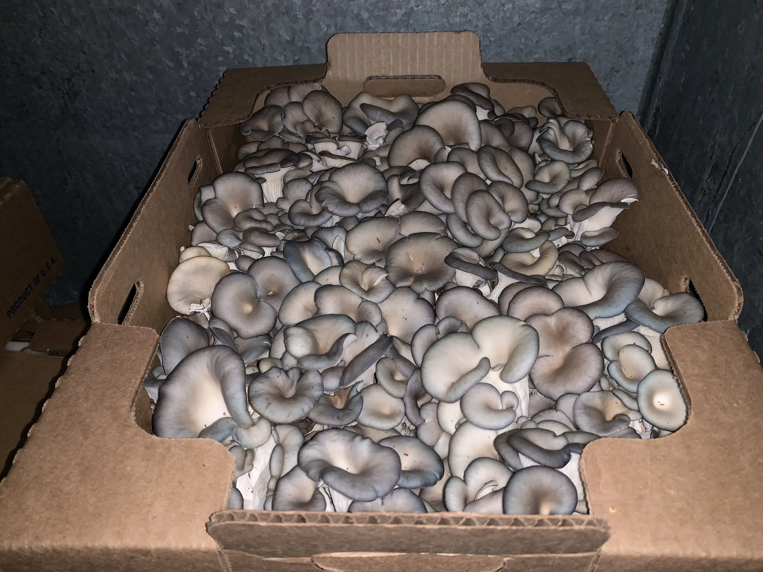 Grey Oyster Mushrooms ready for delivery! Image Courtesy: Dan Meyers