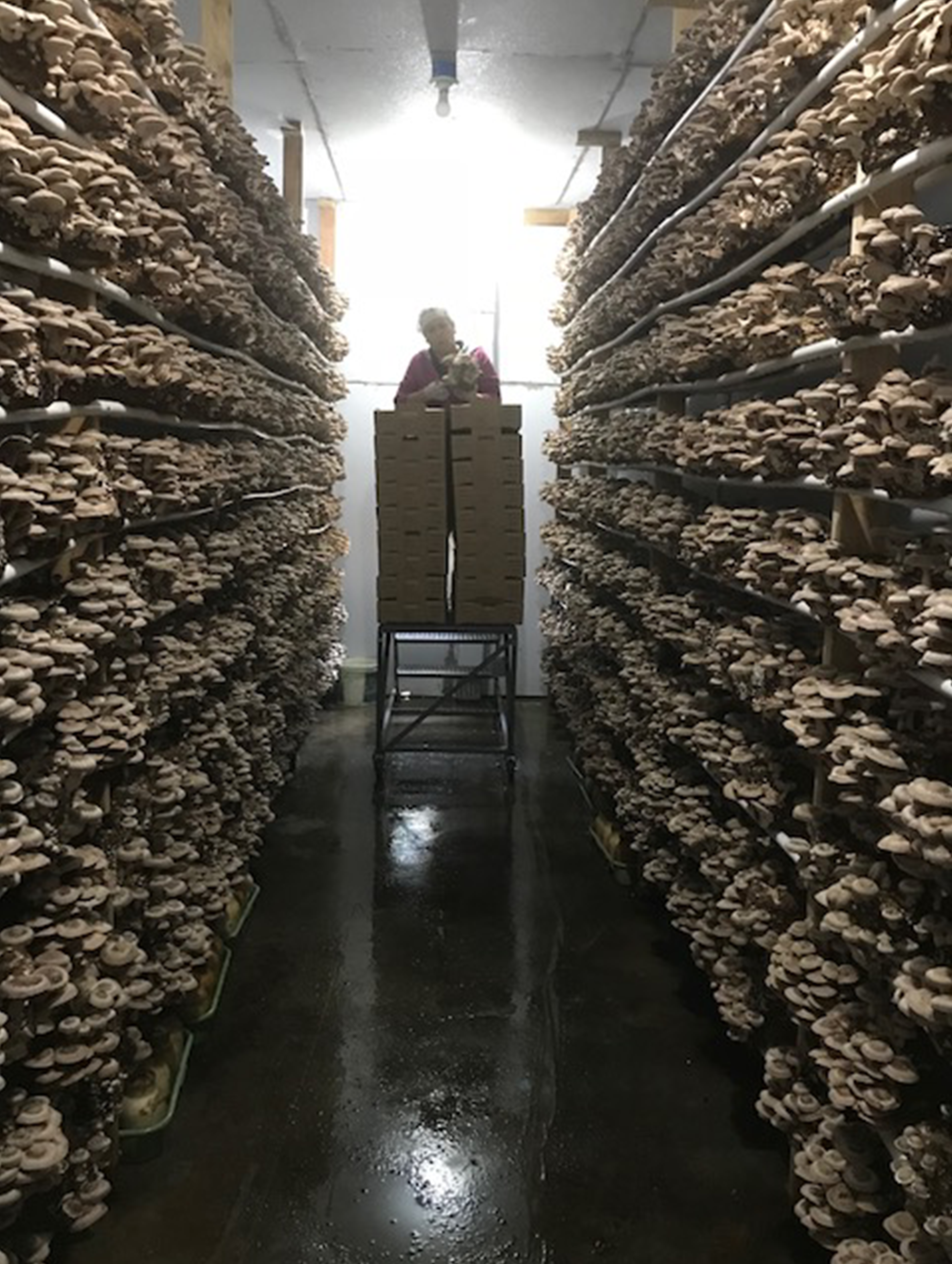 Shiitake mushrooms being picked at White Forest Mushrooms. This bounty is impressive…but with the growing process around 5-6 months, start-to-finish, it should be! Shiitakes have one of the longest incubation periods as well at around 20 weeks. The final two weeks is when the real magic happens, of course, and we see the fruit of all that labor! Image Courtesy: White Forest Mushrooms