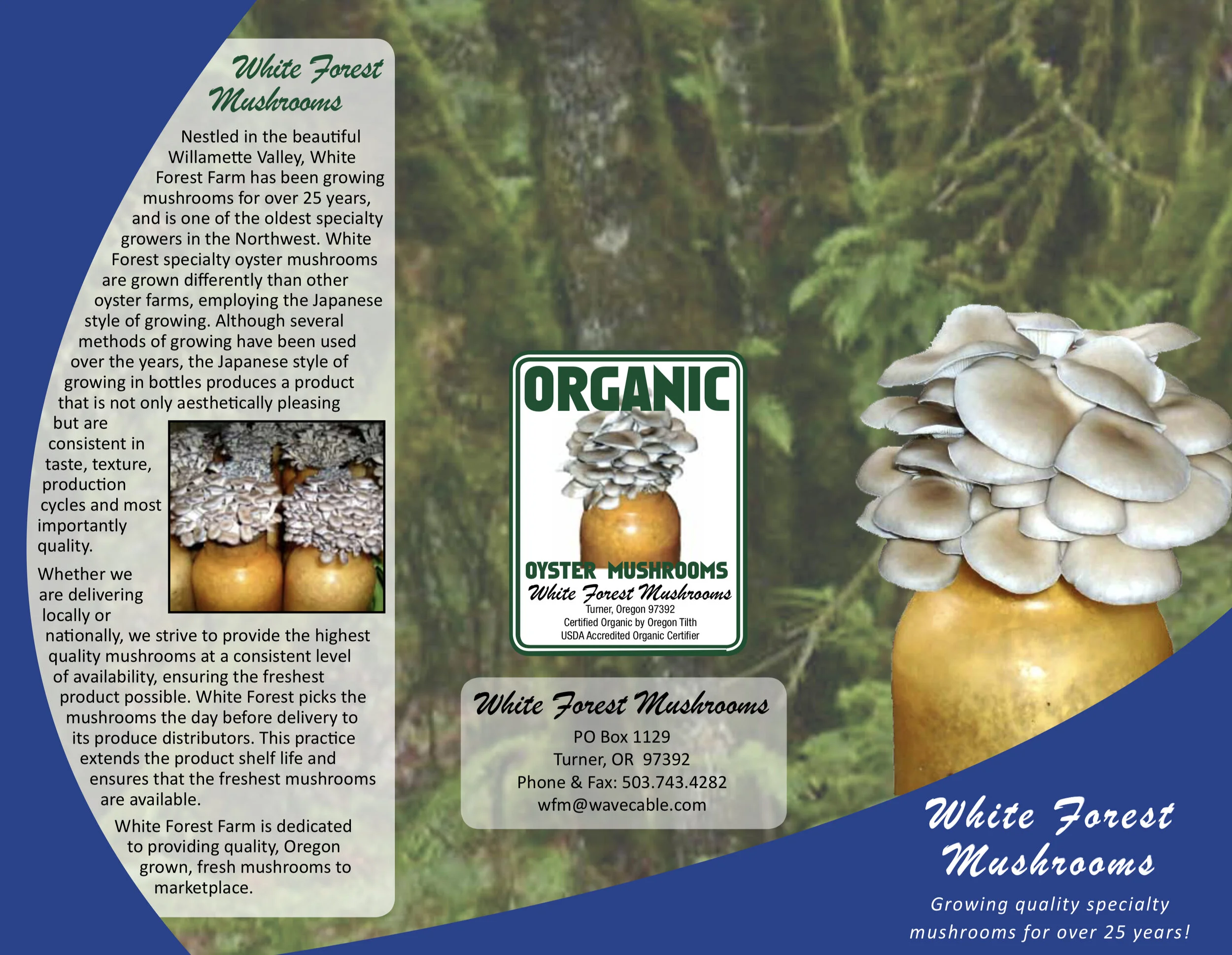 Read about the Japanese growing techniques they employ in the brochure above. Very impressive indeed. Image Courtesy: White Forest Mushrooms