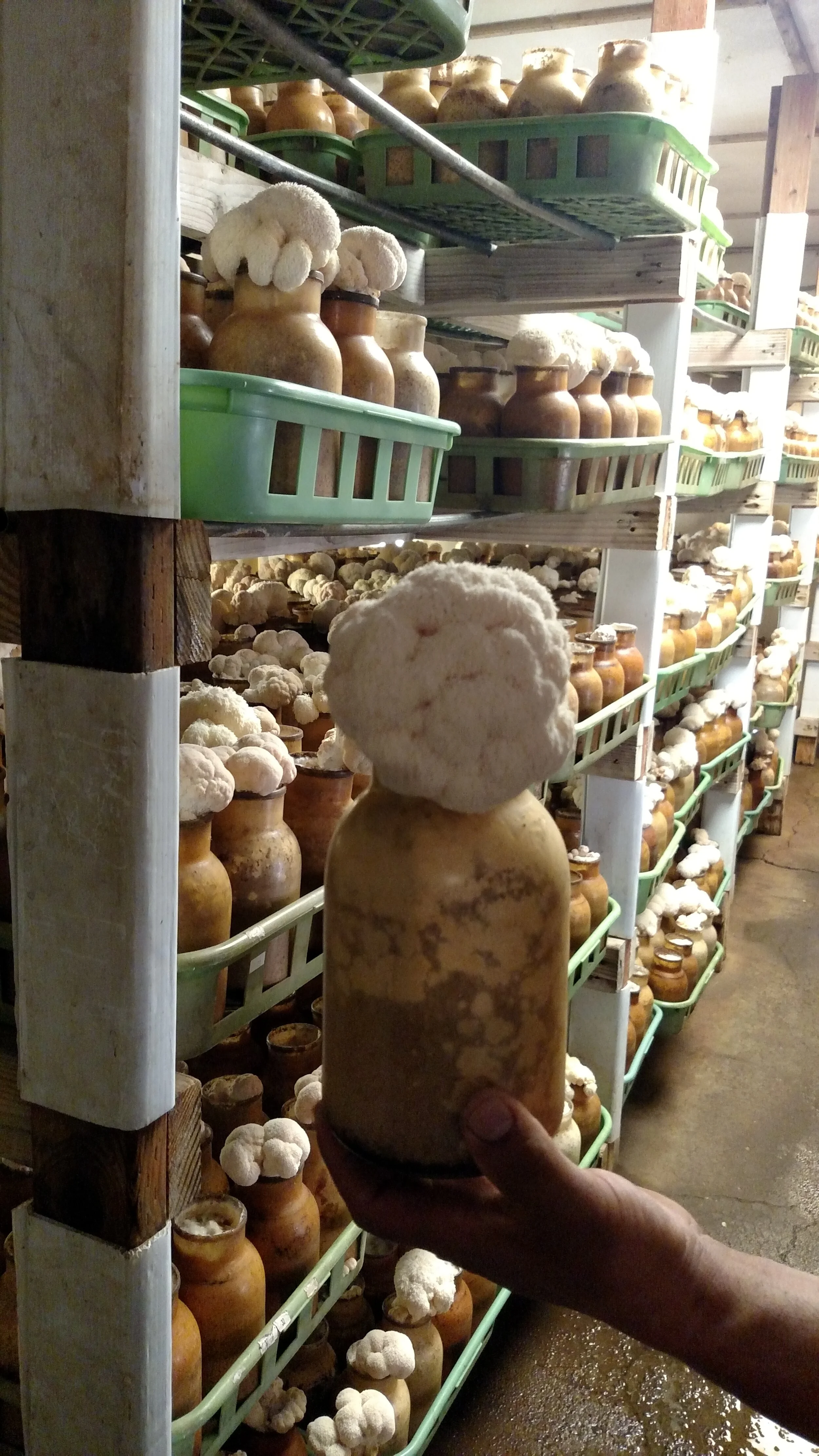 Lion’s Mane Mushrooms fruiting here! The flavor profile of this awesome looking fungi is that of lobster. Think I’m gonna grab some of these! Image Courtesy: White Forest Mushrooms