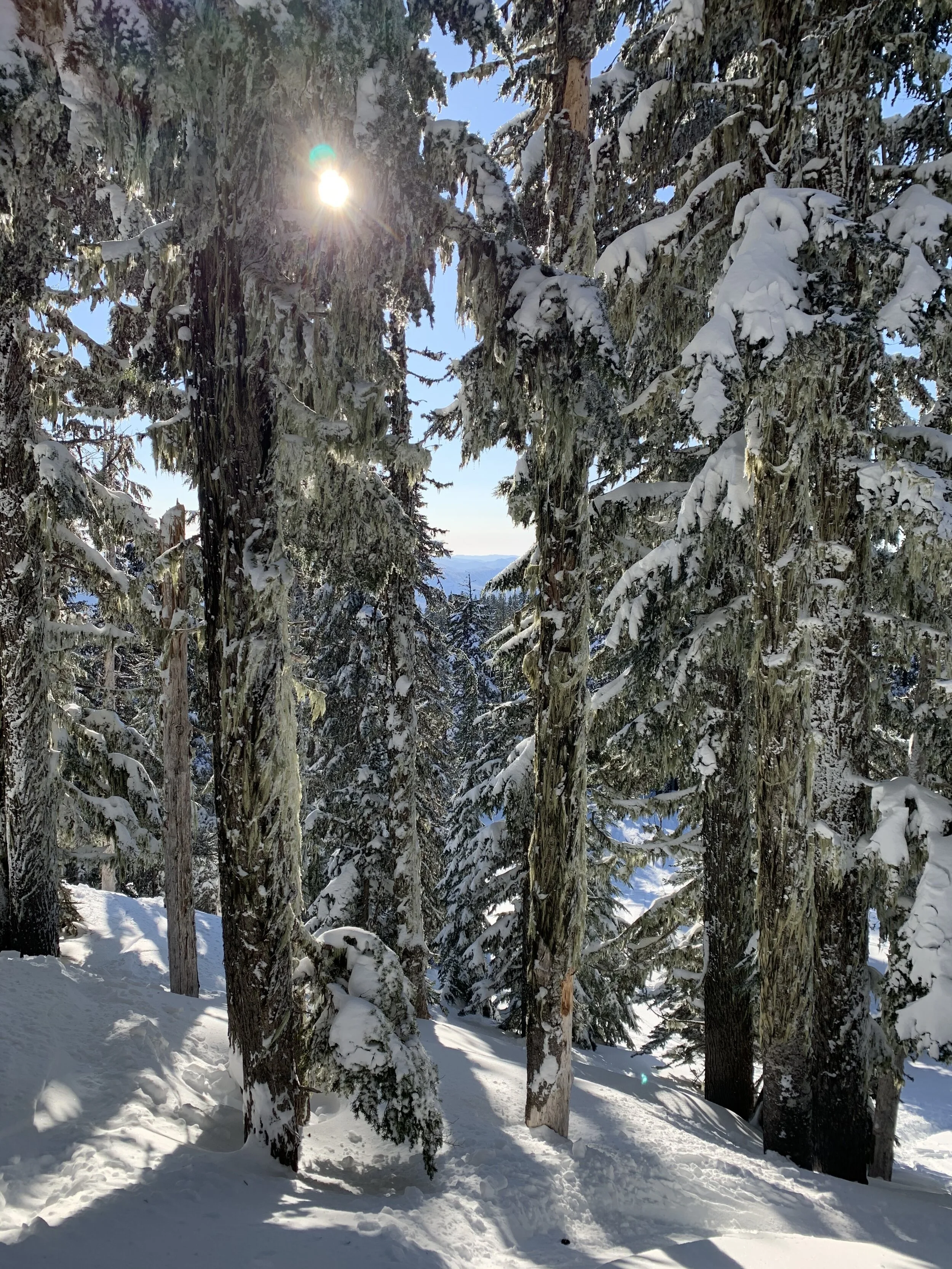  This is a bluebird day indeed. Deep in “Jack’s Woods” at Timberline Lodge. Image Courtesy: Dan Meyers 