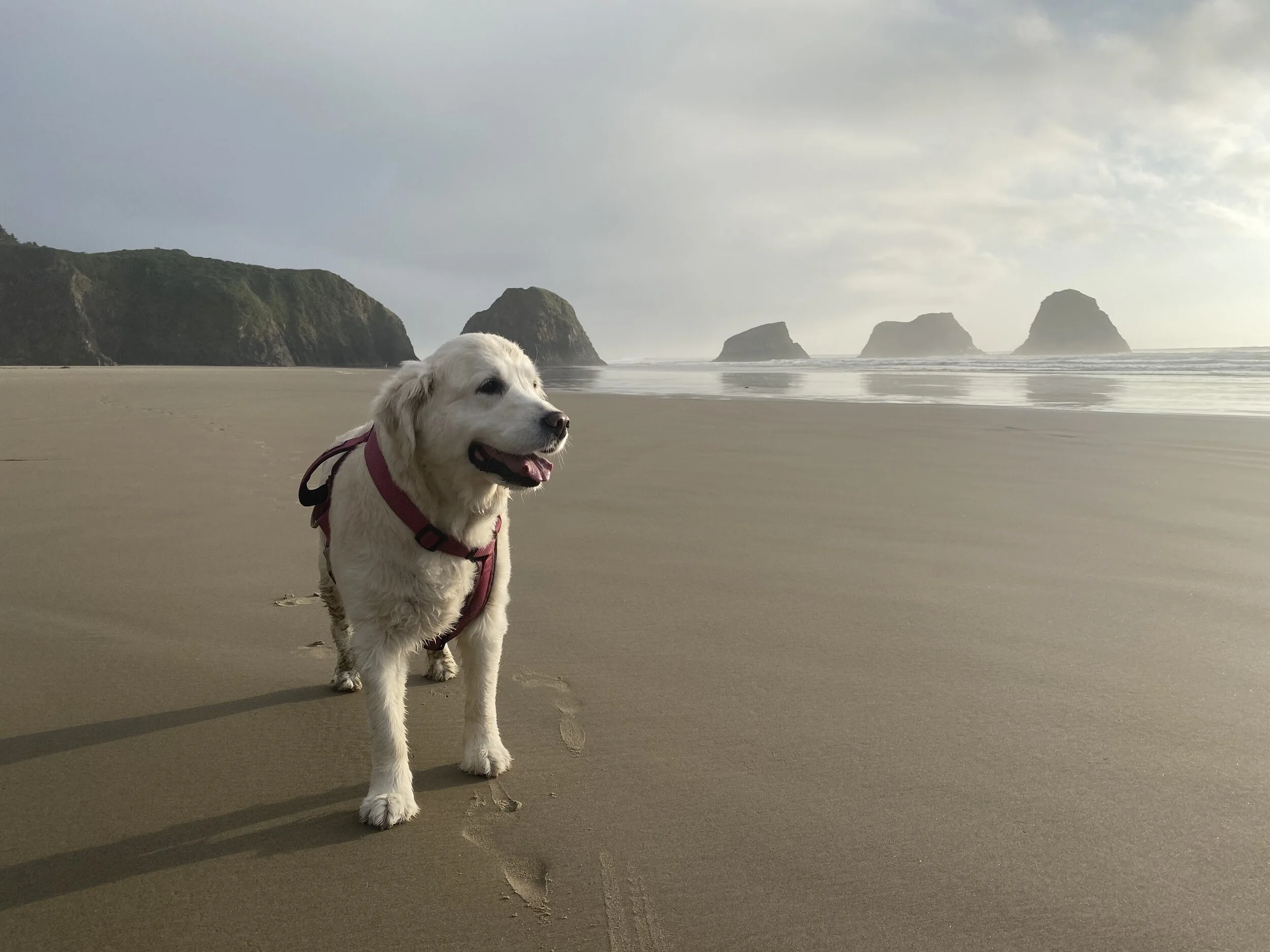 Here’s Bella, loving it just as much as me. Image Courtesy: Dan Meyers