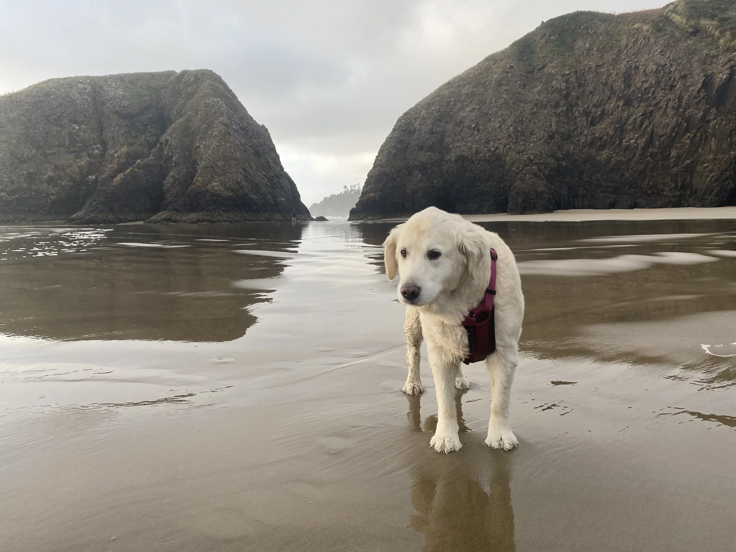  Here is Bella, at home on the beach ;). Image Courtesy: Dan Meyers 