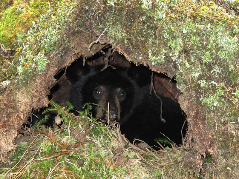  This bear is just awaking after a long, winter slumber. Image Courtesy: North American Bear Center 