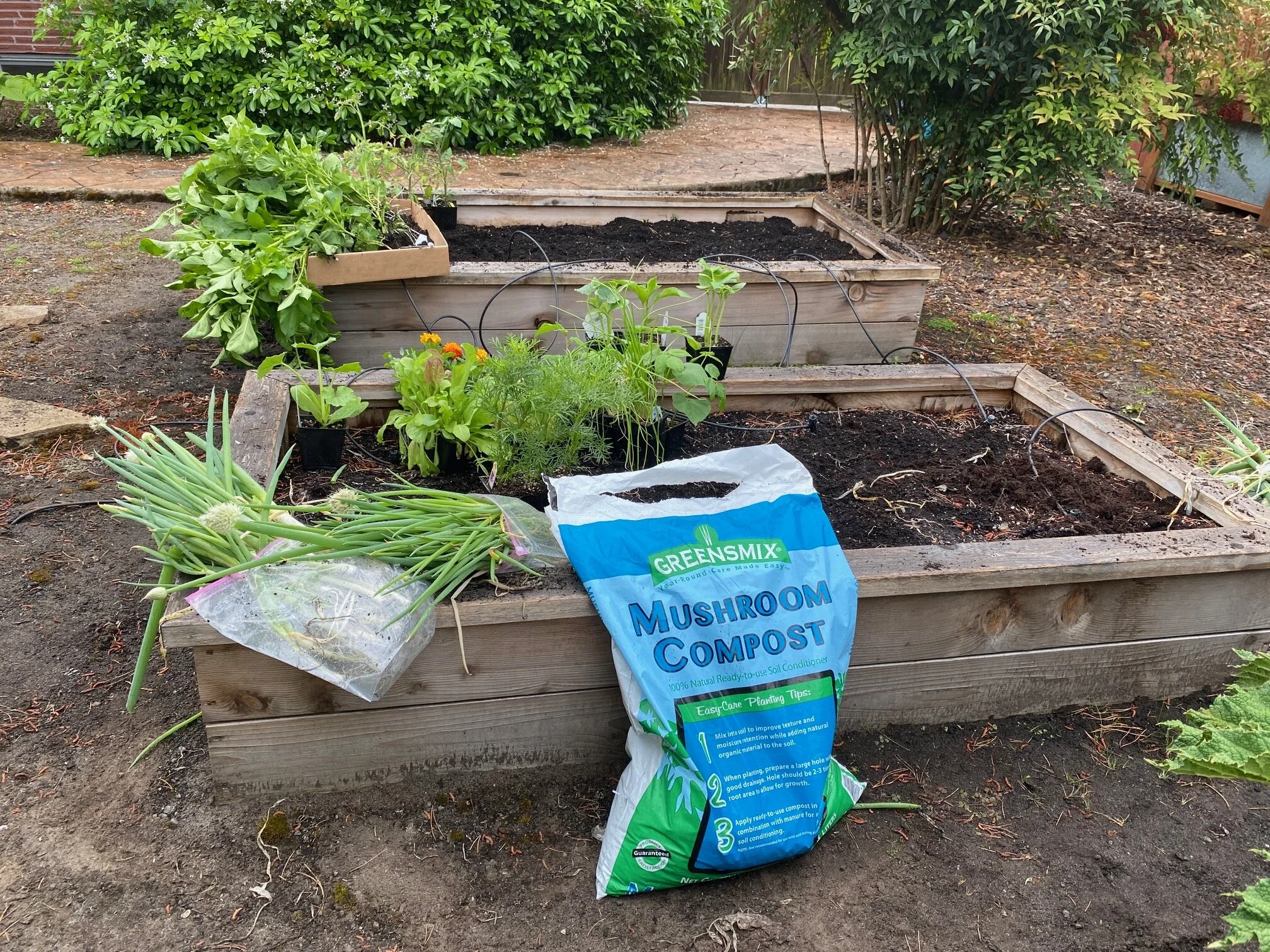  Prior to planting the new veggies in my planter boxes we had to clear out what was already there. Mature green onions and potatoes galore! And to prep the soil for new stuff? Mushroom Compost from Greensmix, powerful growth fuel in a bag. Image Courtesy: Dan Meyers 