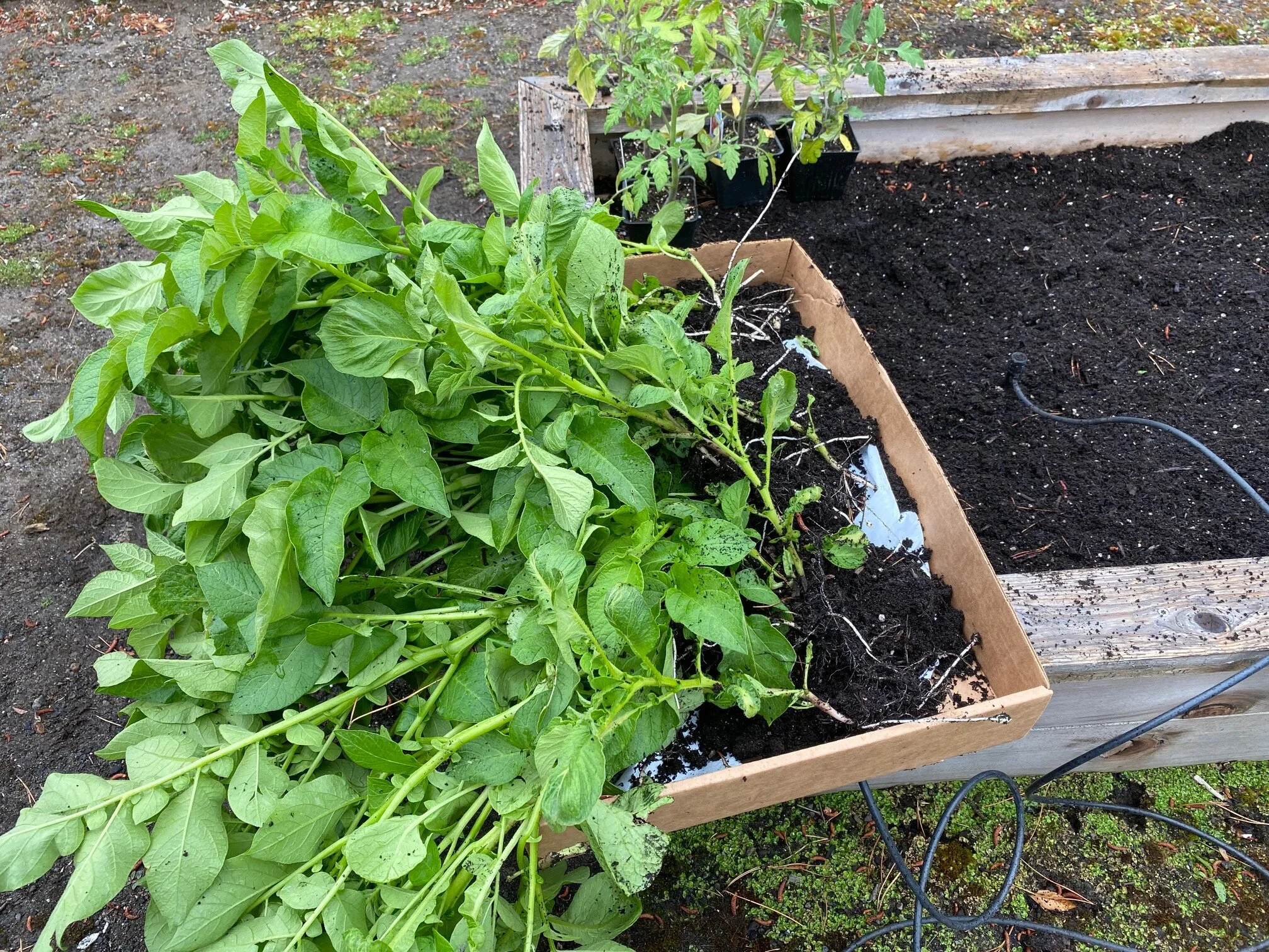  The potato plants, after being harvested and ready for re-planting! Image Courtesy: Dan Meyers 