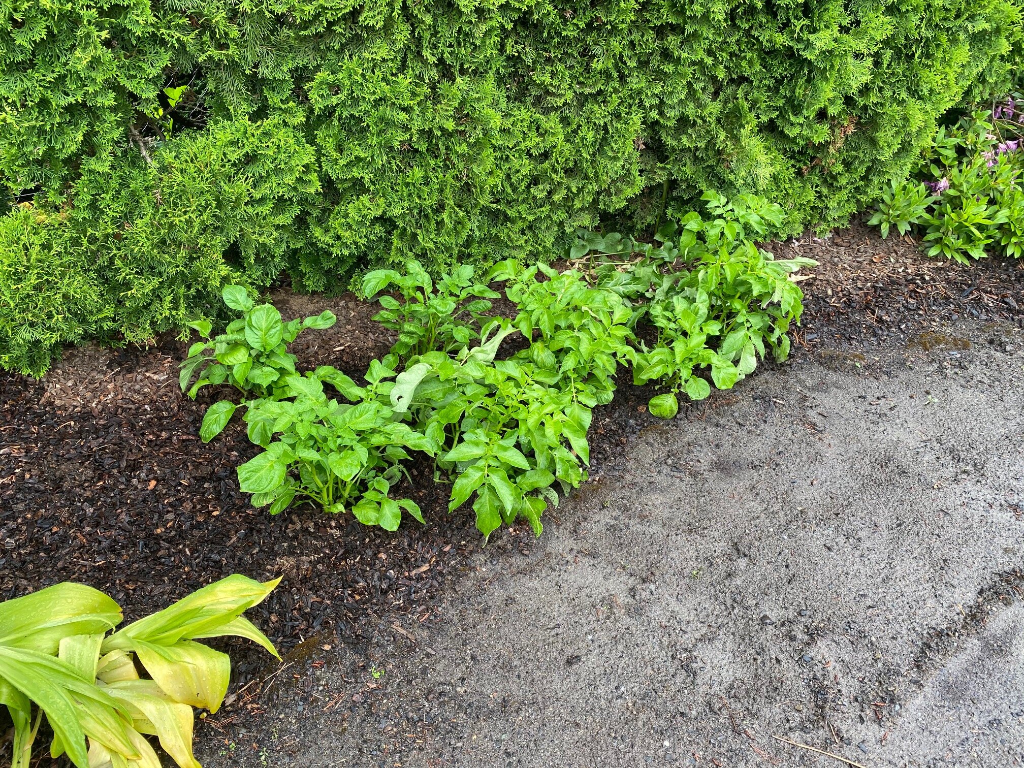  The re-located potato garden. Image Courtesy: Dan Meyers 