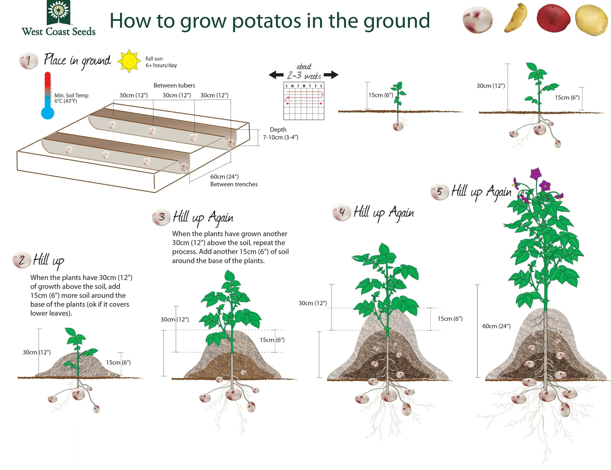  This infographic from West Coast Seeds is an excellent guide for proper potato planting. Hopefully you can grow some “french fries” yourself! Image Courtesy: West Coast Seeds 