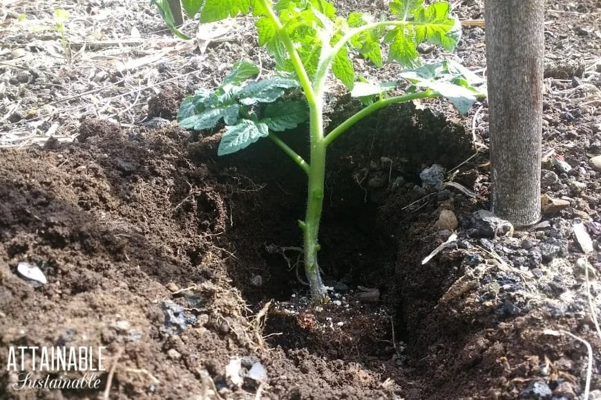  This image from Attainable-Sustainable.org illustrates well how deep one should plant a relatively mature tomato plant in Spring. Much deeper than I thought! Image Courtesy: Attainable-Sustainable.org 