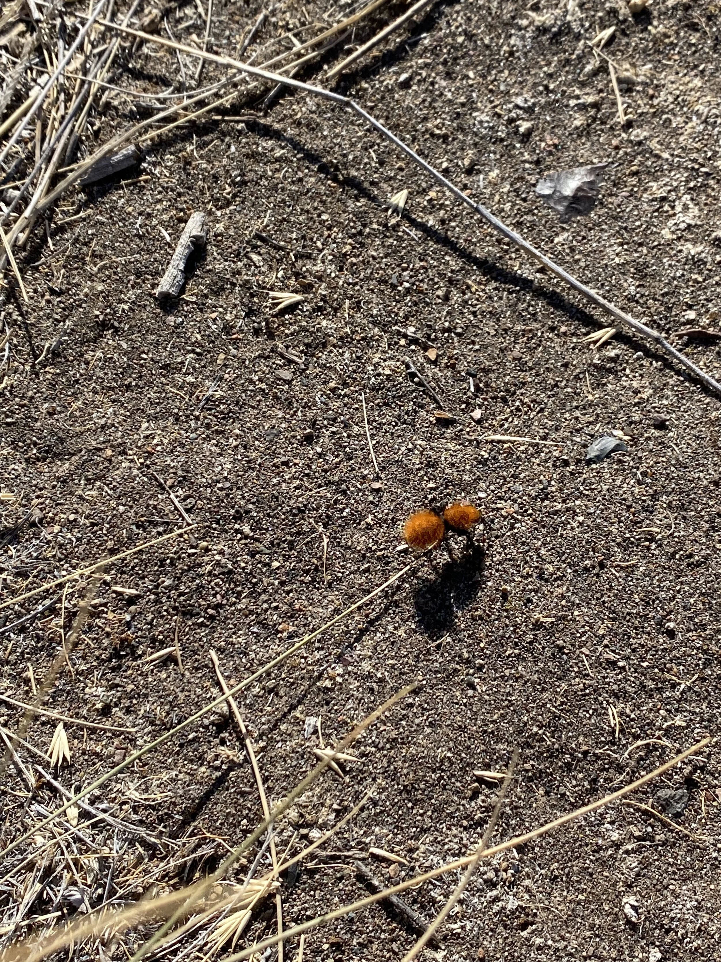  A very interesting bug we nick-named the “pom-pom spider.” We later identified this little critter and found that it’s actually a form of land wasp. The sting is supposed to be quite horrible, so don’t touch! Image: Dan Meyers 