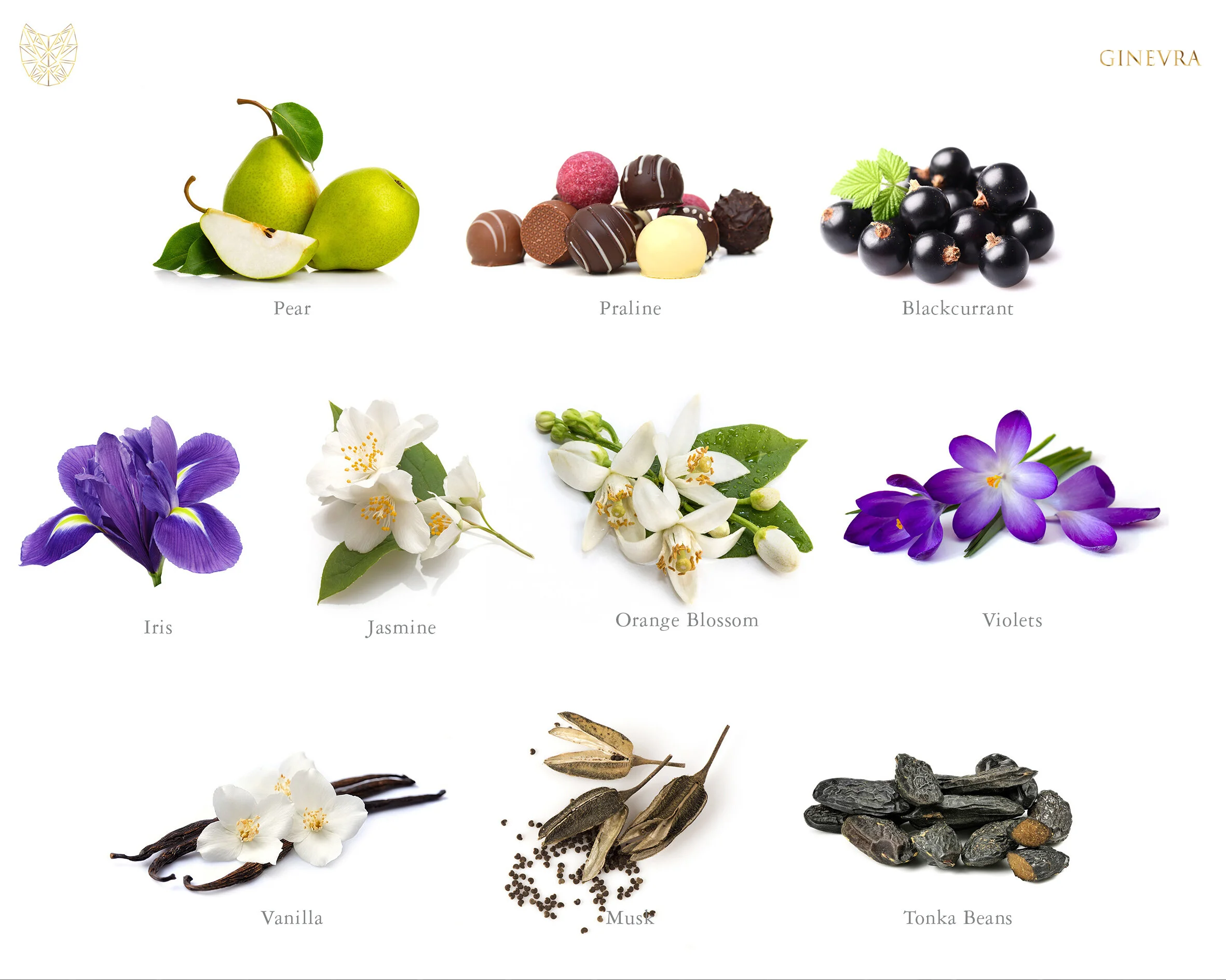Fragrancenotes_Ginevrawhite.jpg